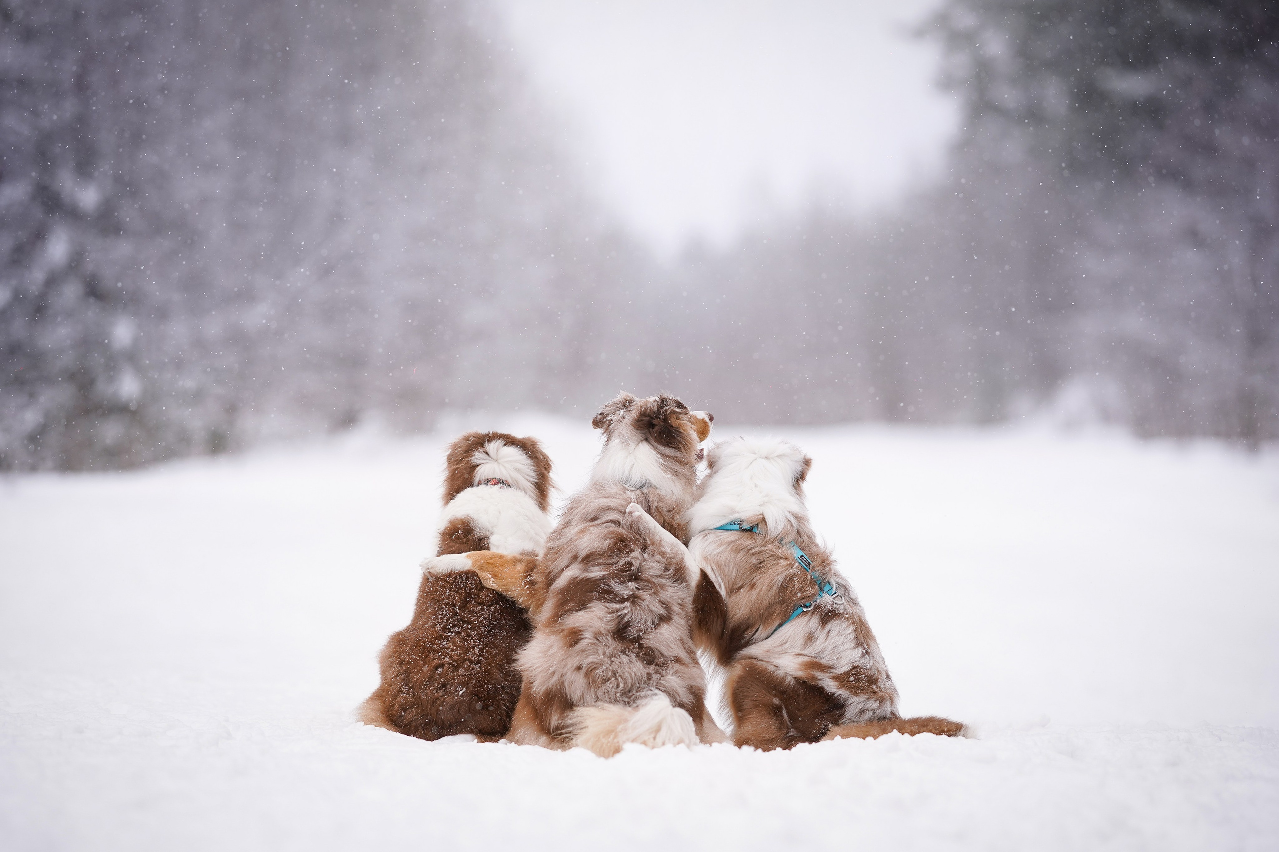 Красно-рыжая банда. Фотограф-анималист в Санкт-Петербурге Яна Мартынова