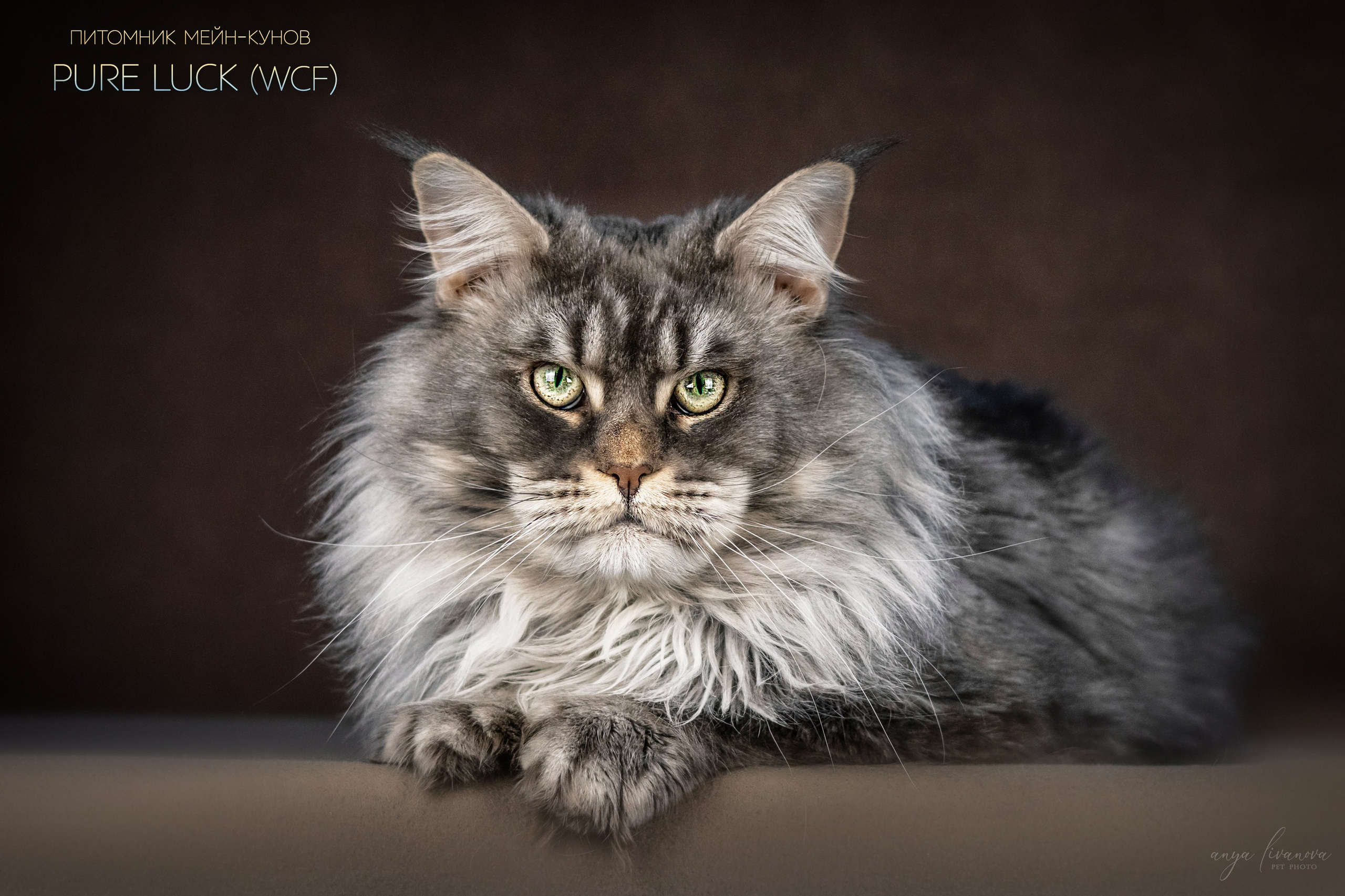 Мейнкуны. Фотограф анималист Аня Ливанова | Рыбинск