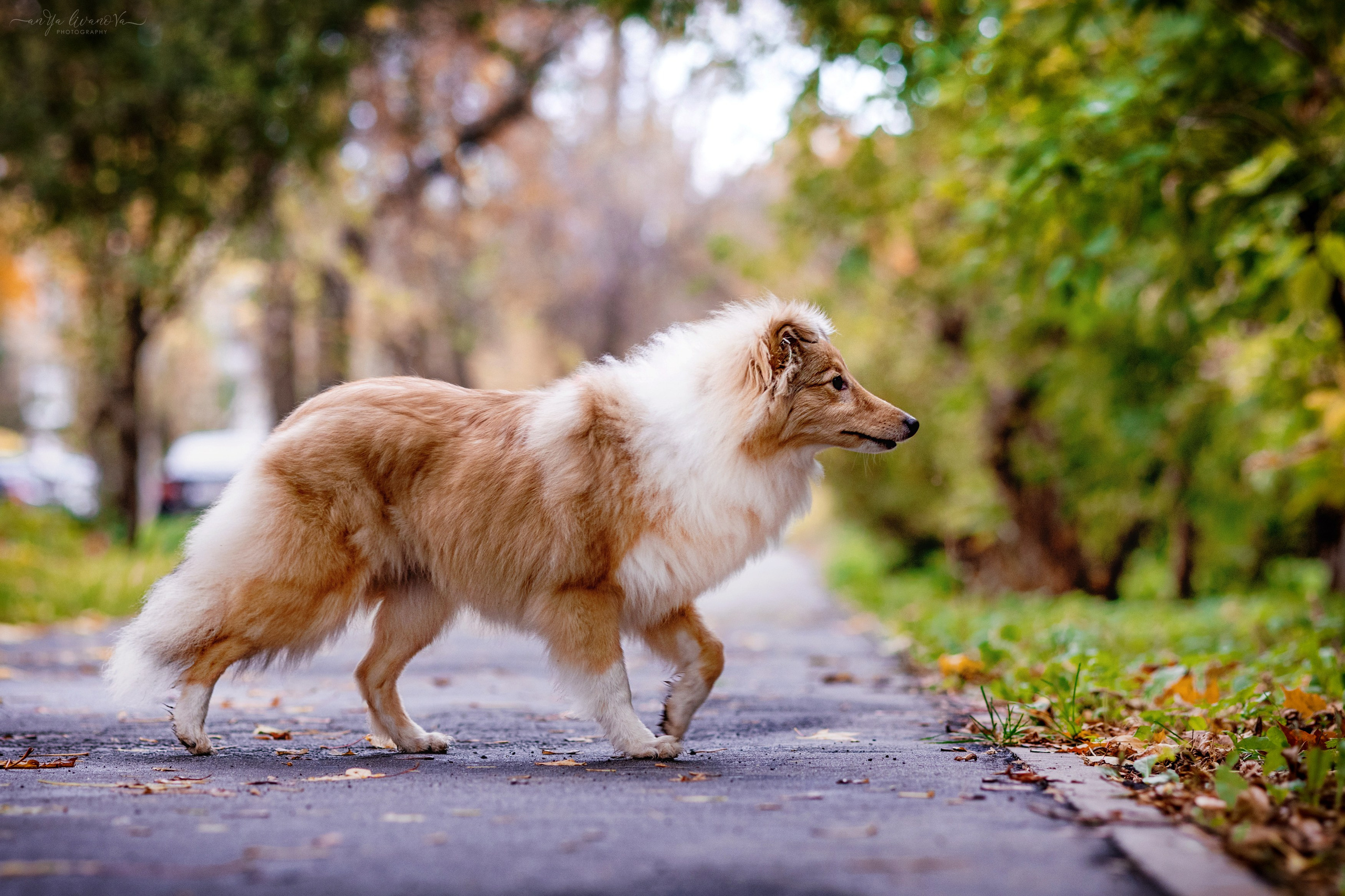 Бетти. Фотограф анималист Аня Ливанова | Рыбинск