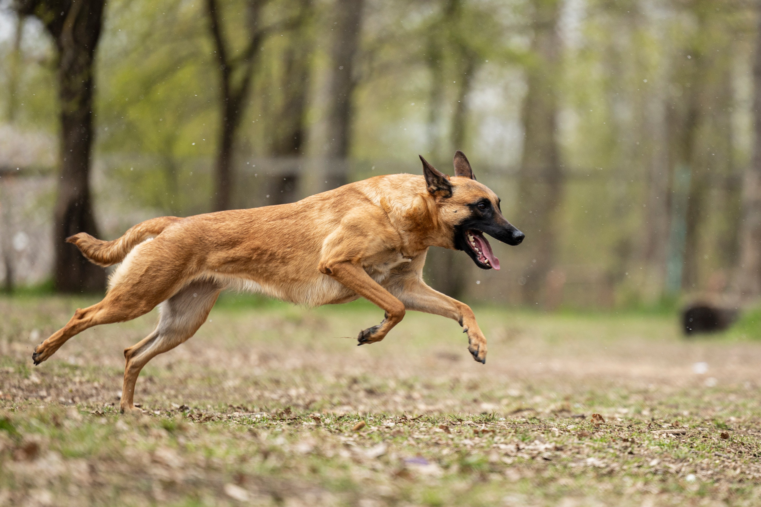 Квалификационные состязания по мондьорингу г. Вологда 11.05.24. Фотограф-анималист Анна Маринич