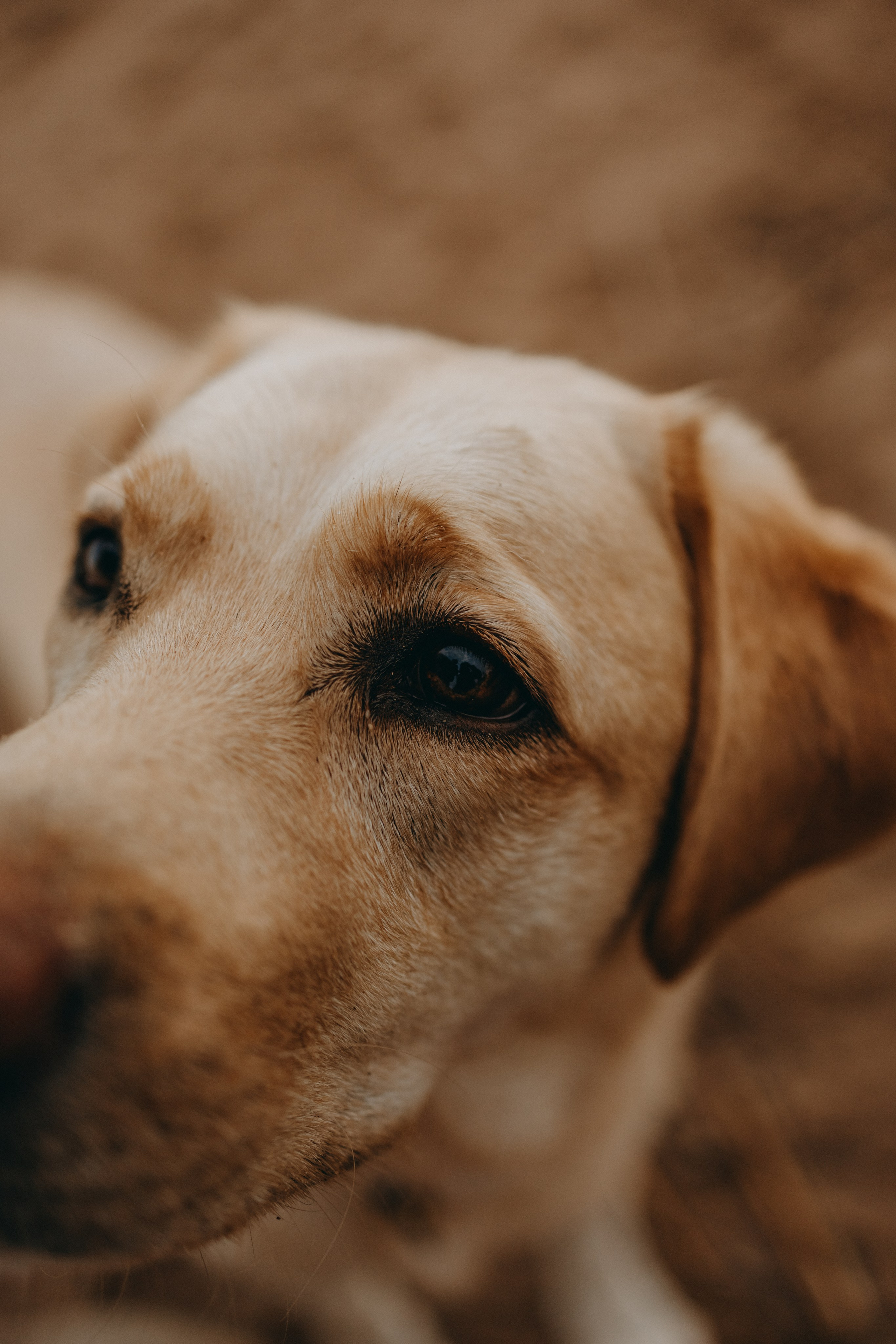 Наташа и Шани. Фотограф — Анималист | Санкт-Петербург