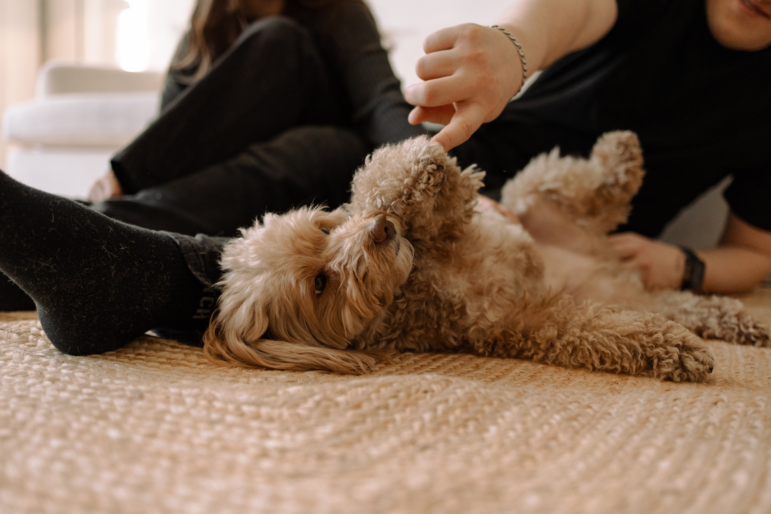 Шкипер и его семья. Фотограф — Анималист | Санкт-Петербург
