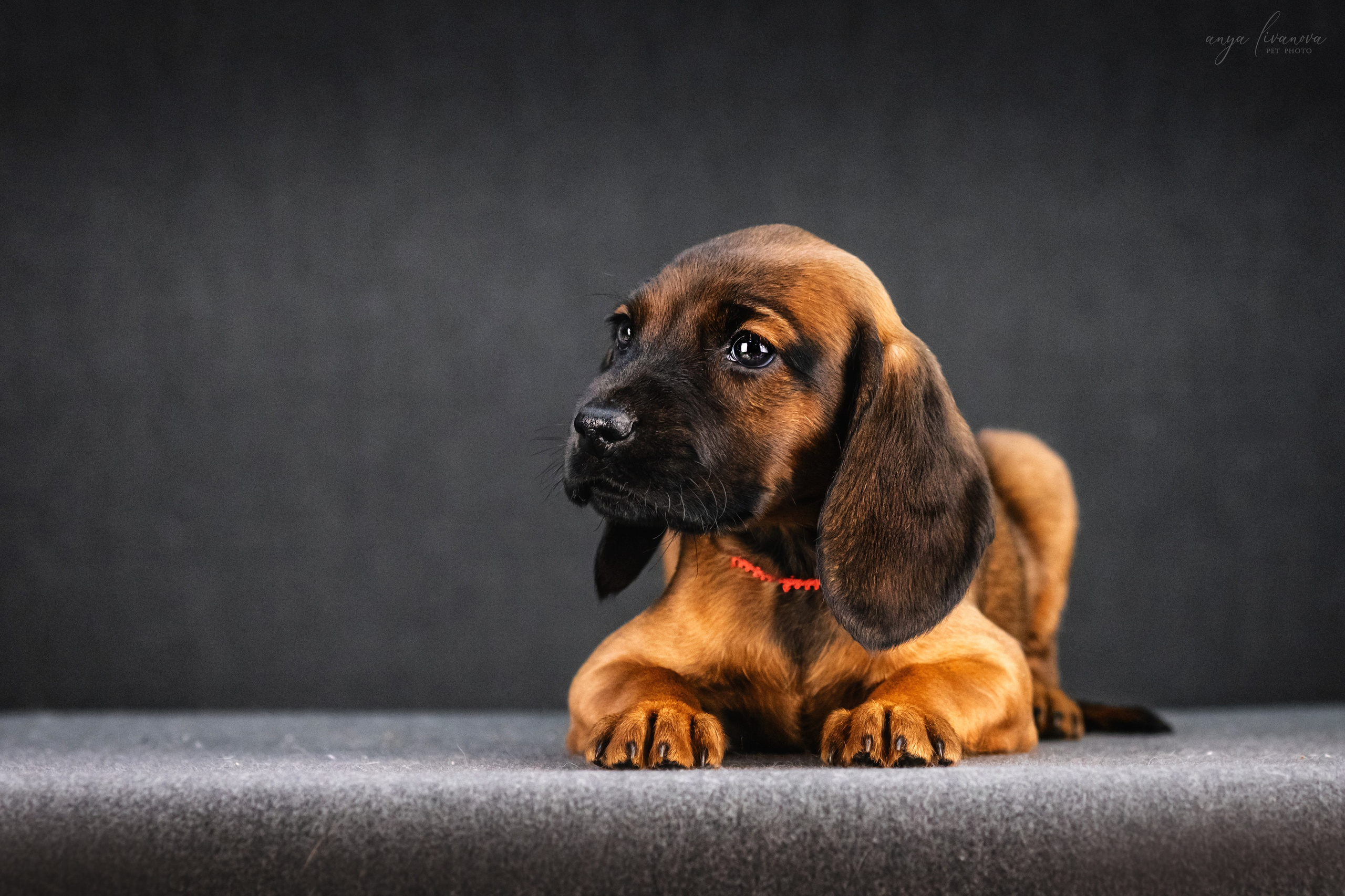 Баварки. Фотограф анималист Аня Ливанова | Рыбинск