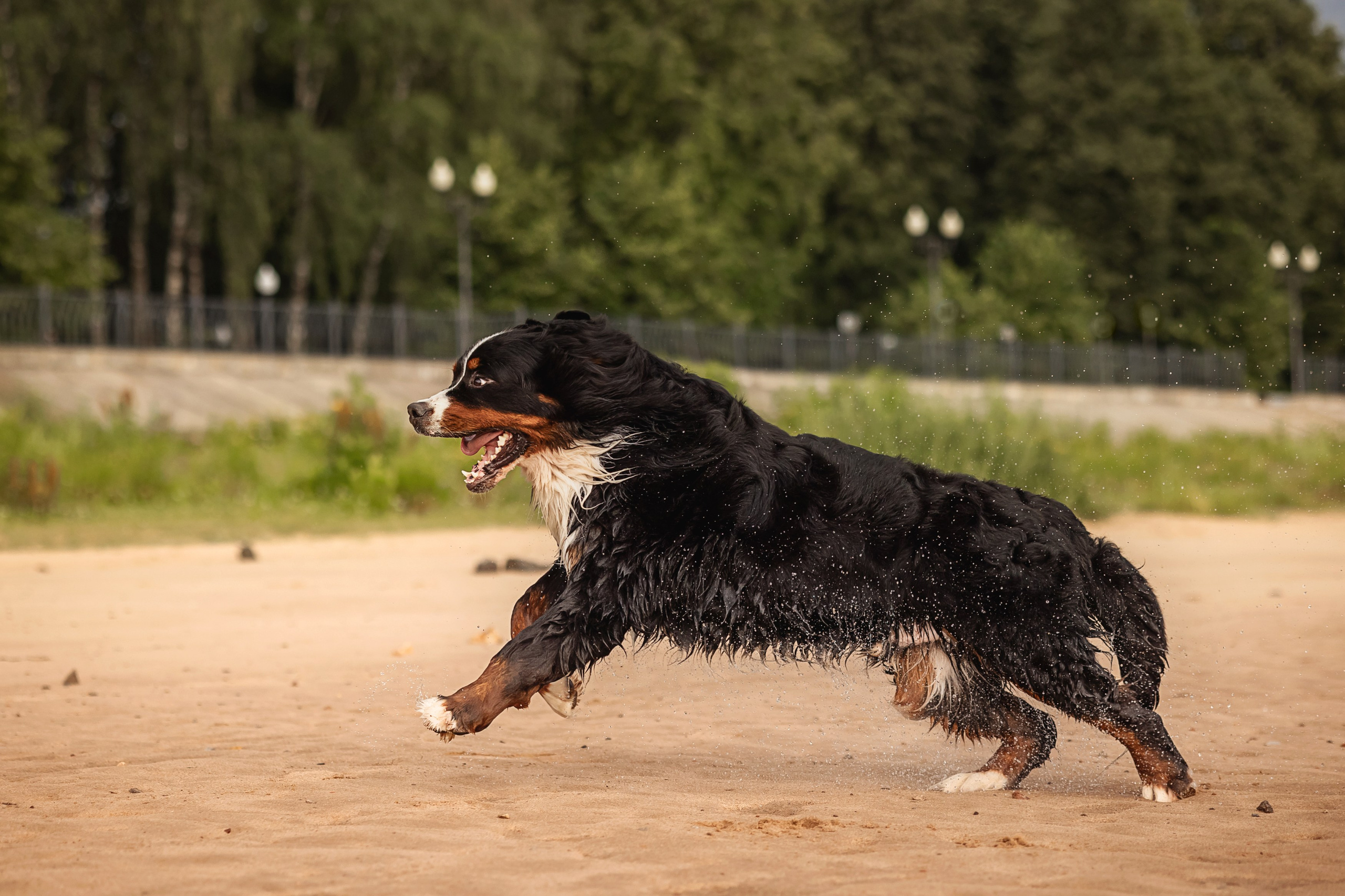 Маша и Буч. Фотограф анималист Аня Ливанова | Рыбинск