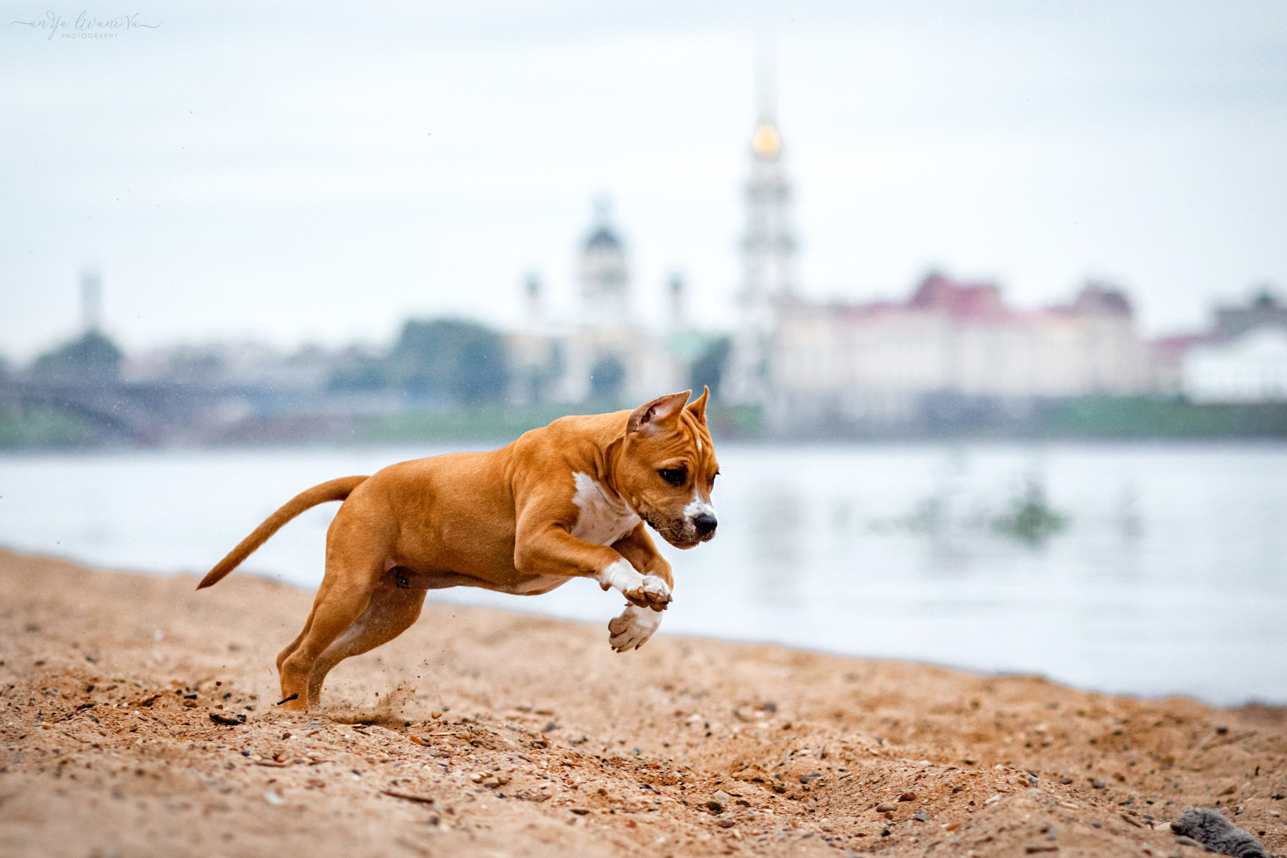 Винт и Дея. Фотограф анималист Аня Ливанова | Рыбинск