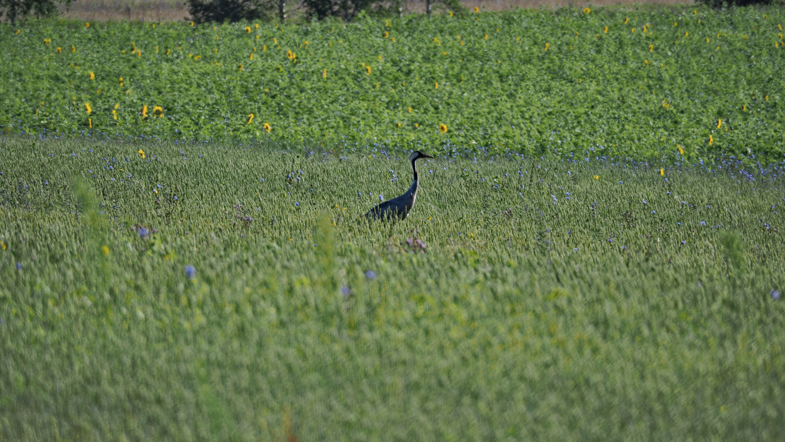 Походы и сплавы. Свадебный и семейный фотограф, видеограф. Живу в городе Нефтекамске, Б