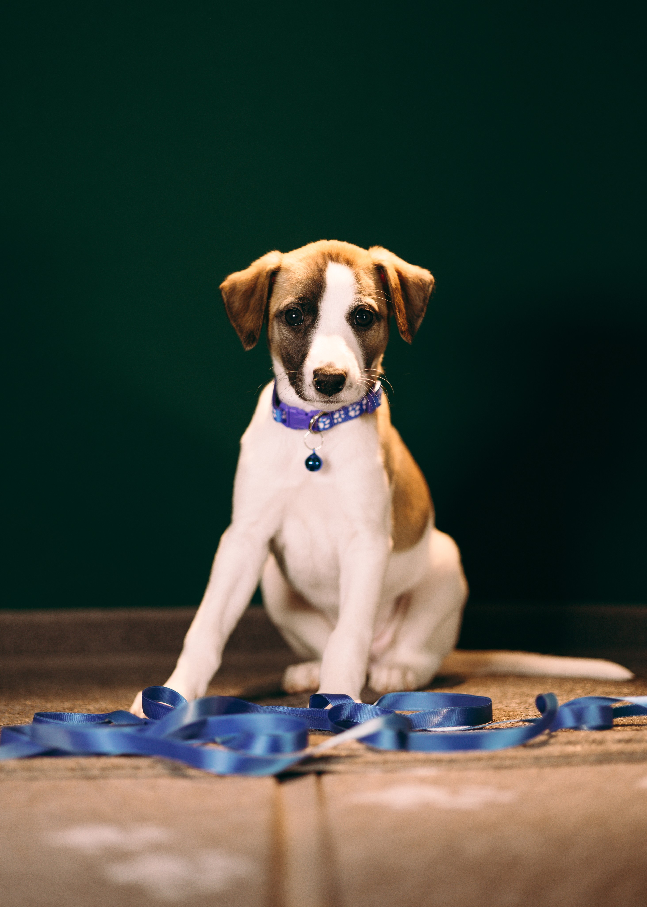 Щенки SL. Анна Самохина. Фотограф. Москва