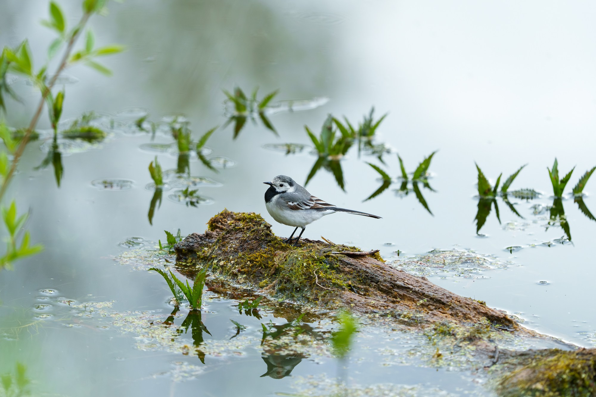 Удивительные мир птиц. Вокруг нас столько прекрасного — присмотритесь!. Ваш личный фотограф Марина Волкова