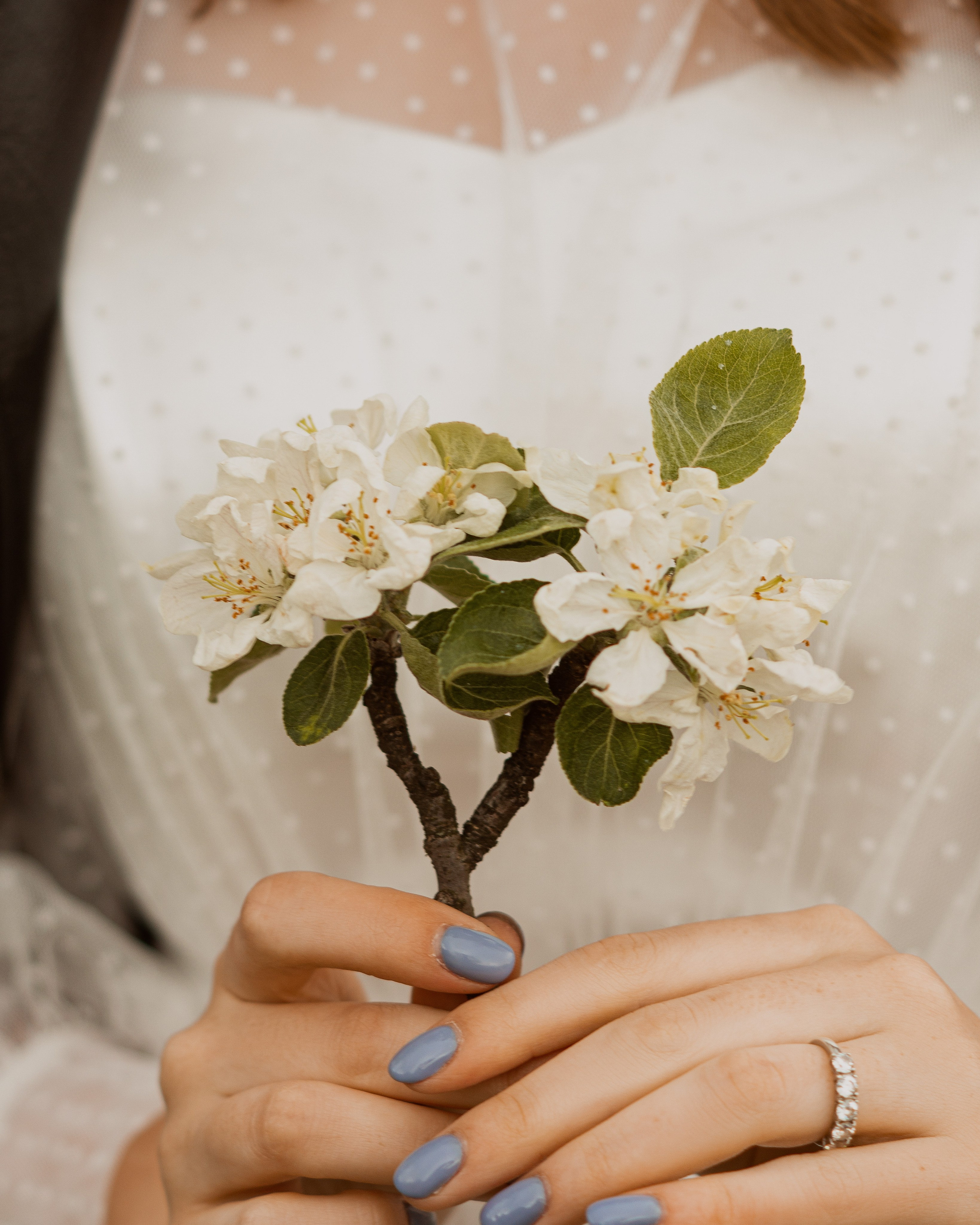 Цветение яблонь и вишни / Свадебная