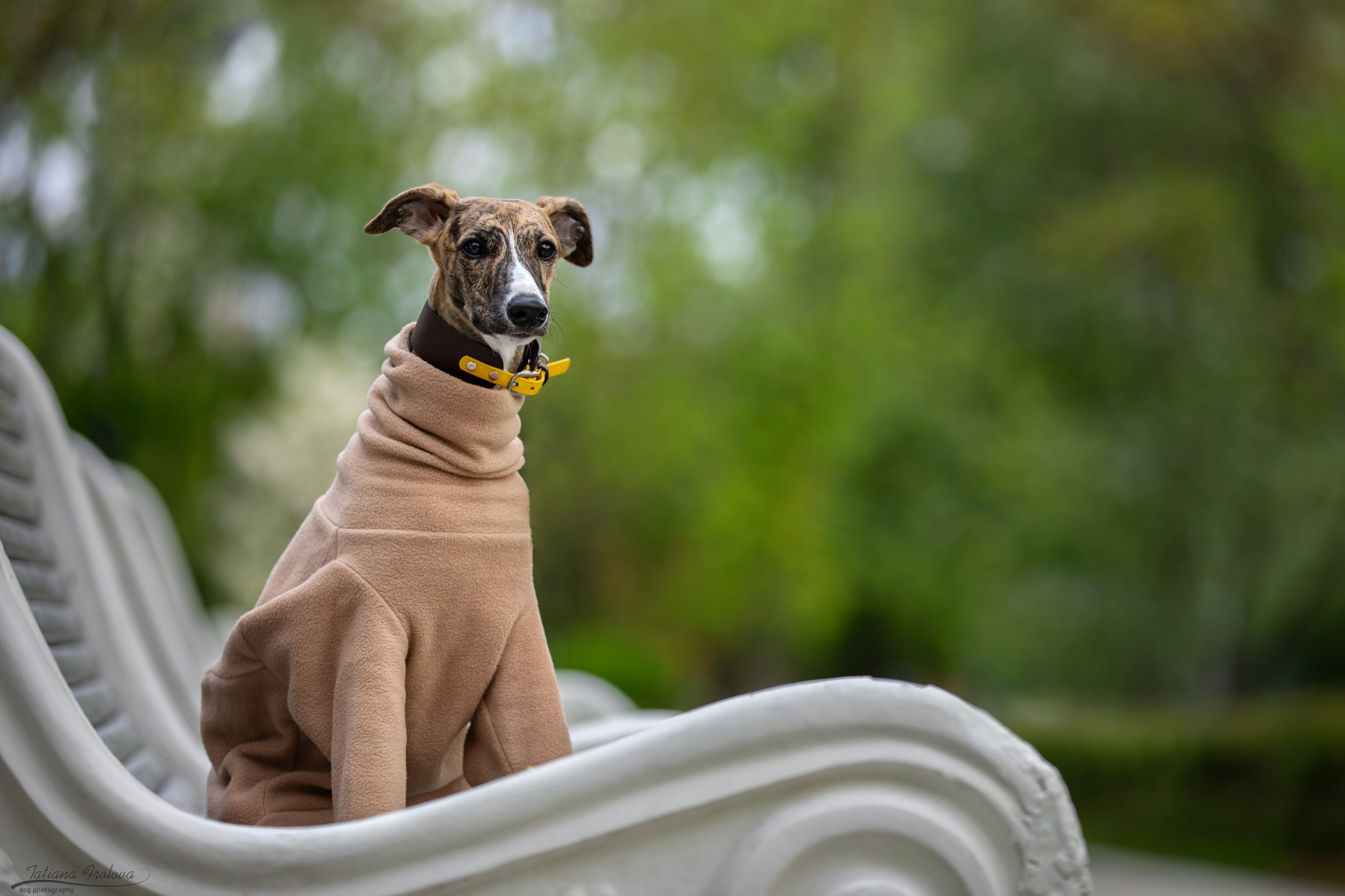 Городская фотопрогулка для Насти и щенка уиппета Корицы. Фотограф-анималист в Москве и Московской области Татьяна Фролова