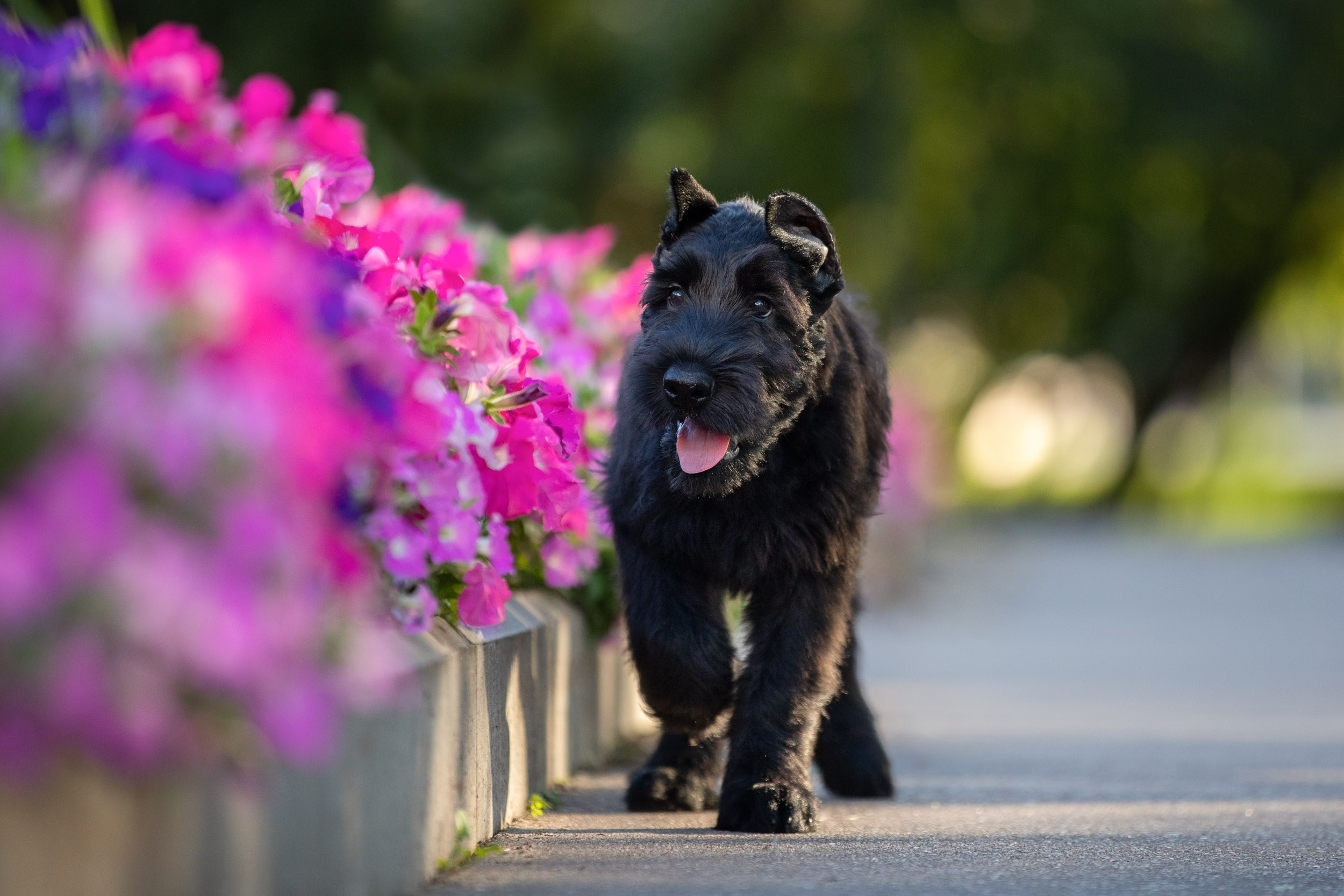 Уличная съемка щенков ризеншнауцера. Фотограф-анималист в Москве и Московской области Татьяна Фролова