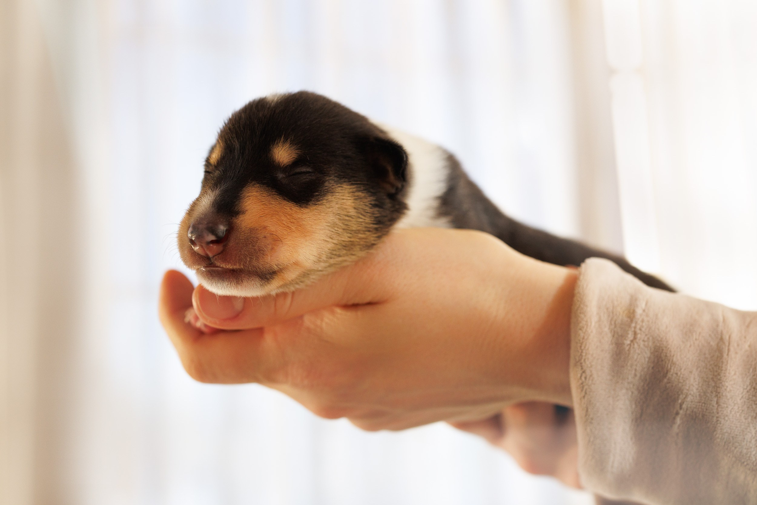 Короткошерстные колли в 2 недели. Фотограф-анималист в Москве и Московской области Татьяна Фролова