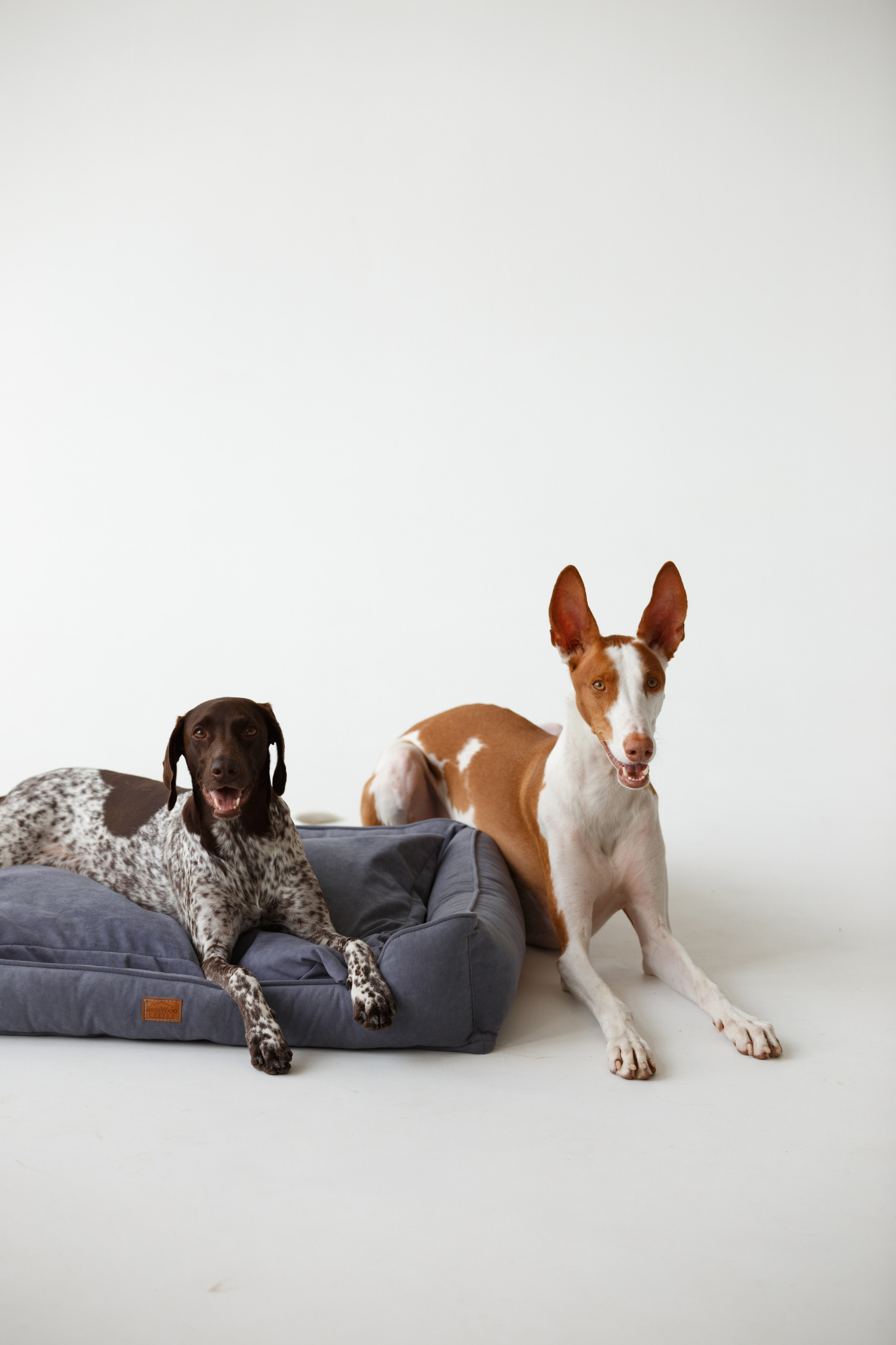 Boonwood Pets лежанки для животных. Фотограф анималист Кристина Карпова, Москва