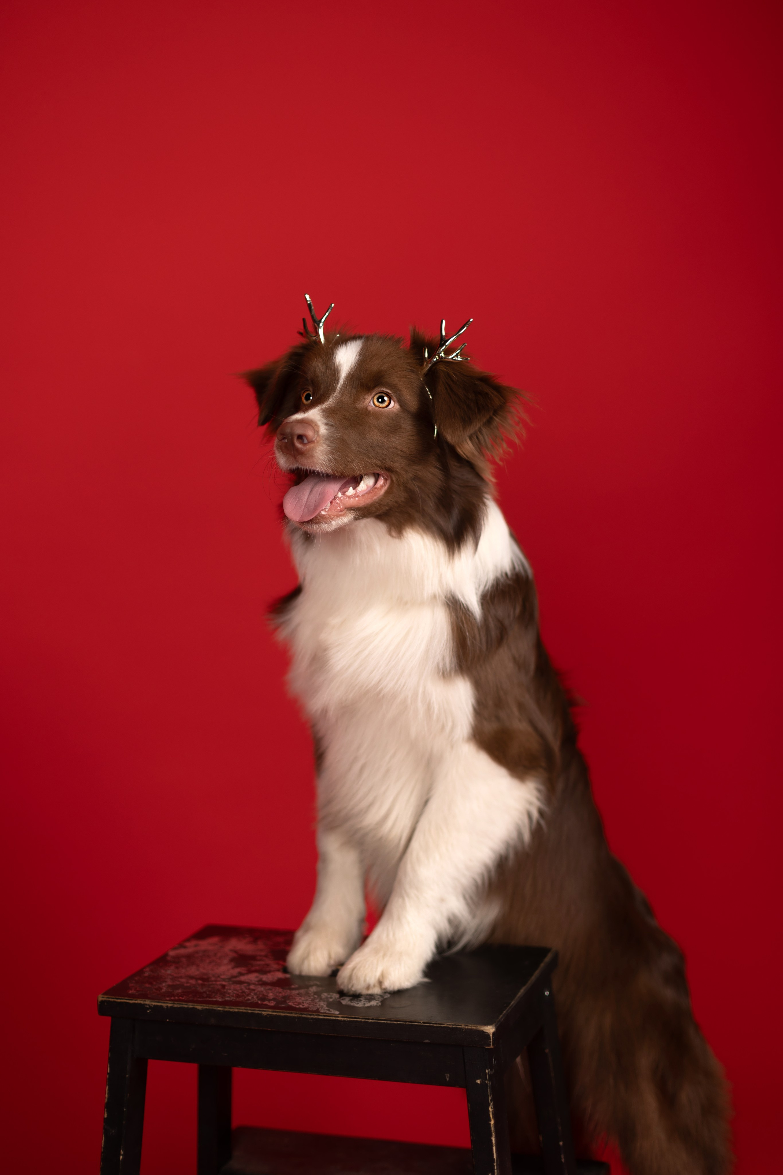 Новогодний Фотодень. Фотограф анималист Кристина Карпова, Москва