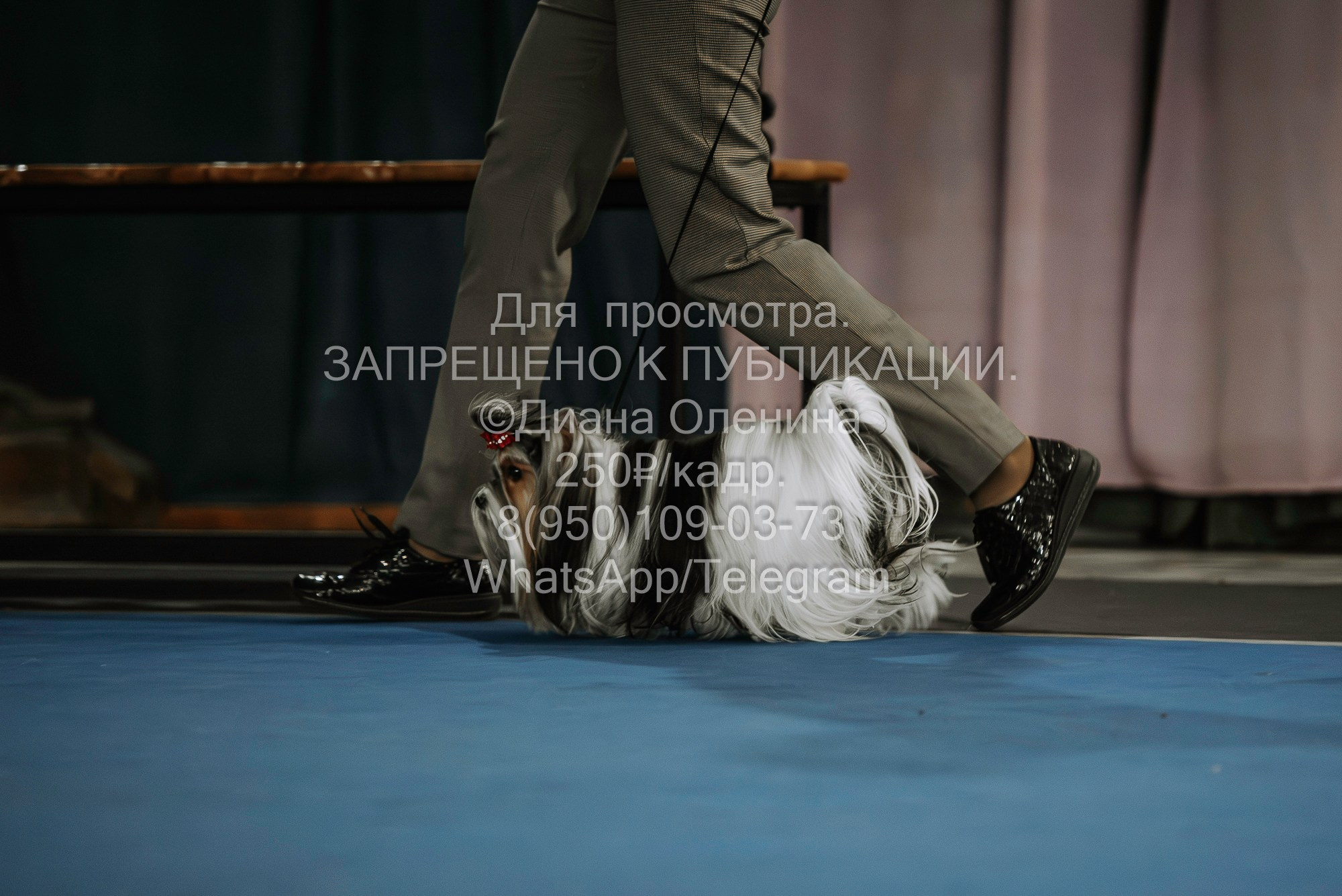 Выставка собак Красноярск 29.10.2023. Фотограф Диана Оленина Красноярск / Братск