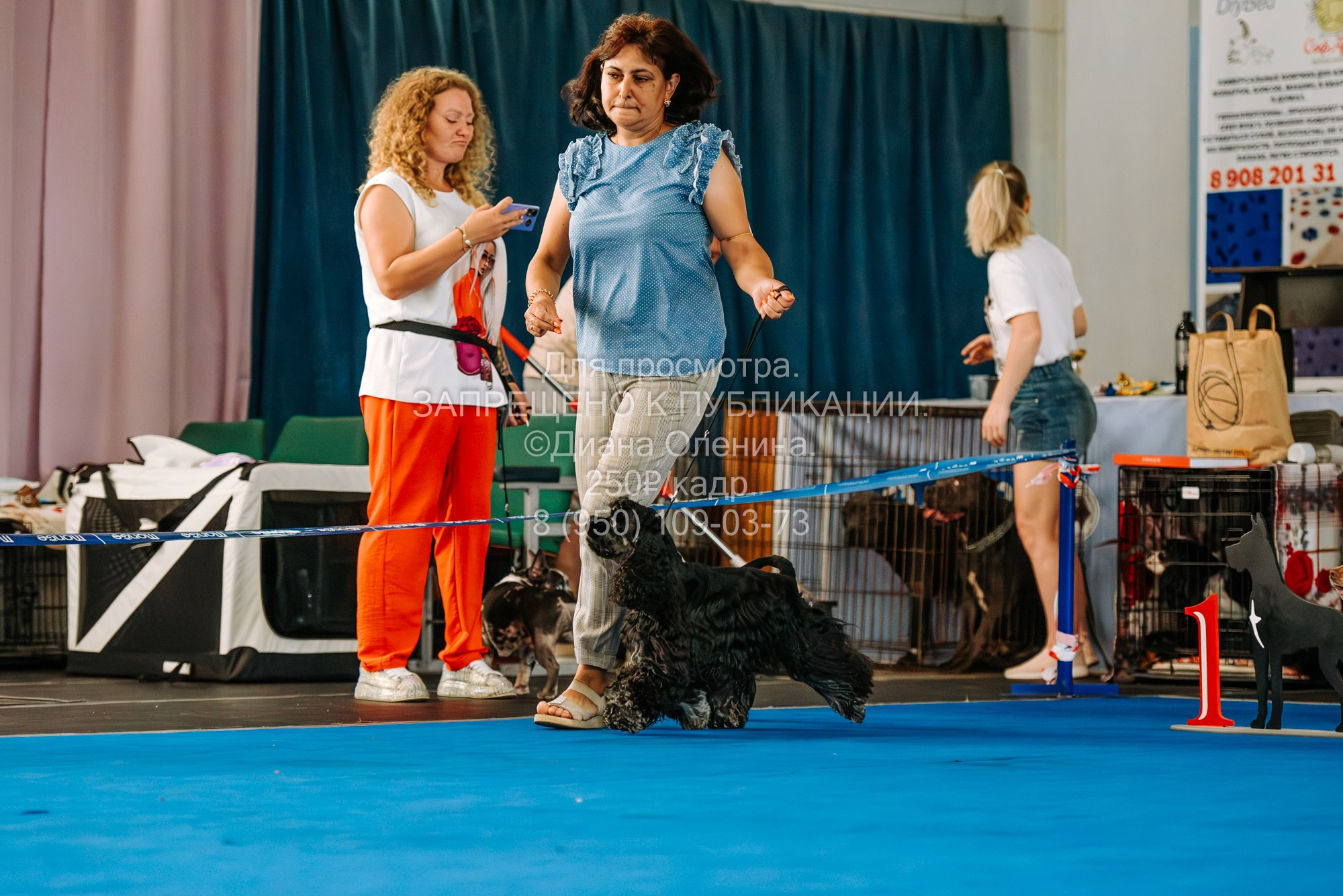 Национальная выставка собак всех пород ранга САС-IKU «Кубок Красноярск. Фотограф Диана Оленина Красноярск / Братск