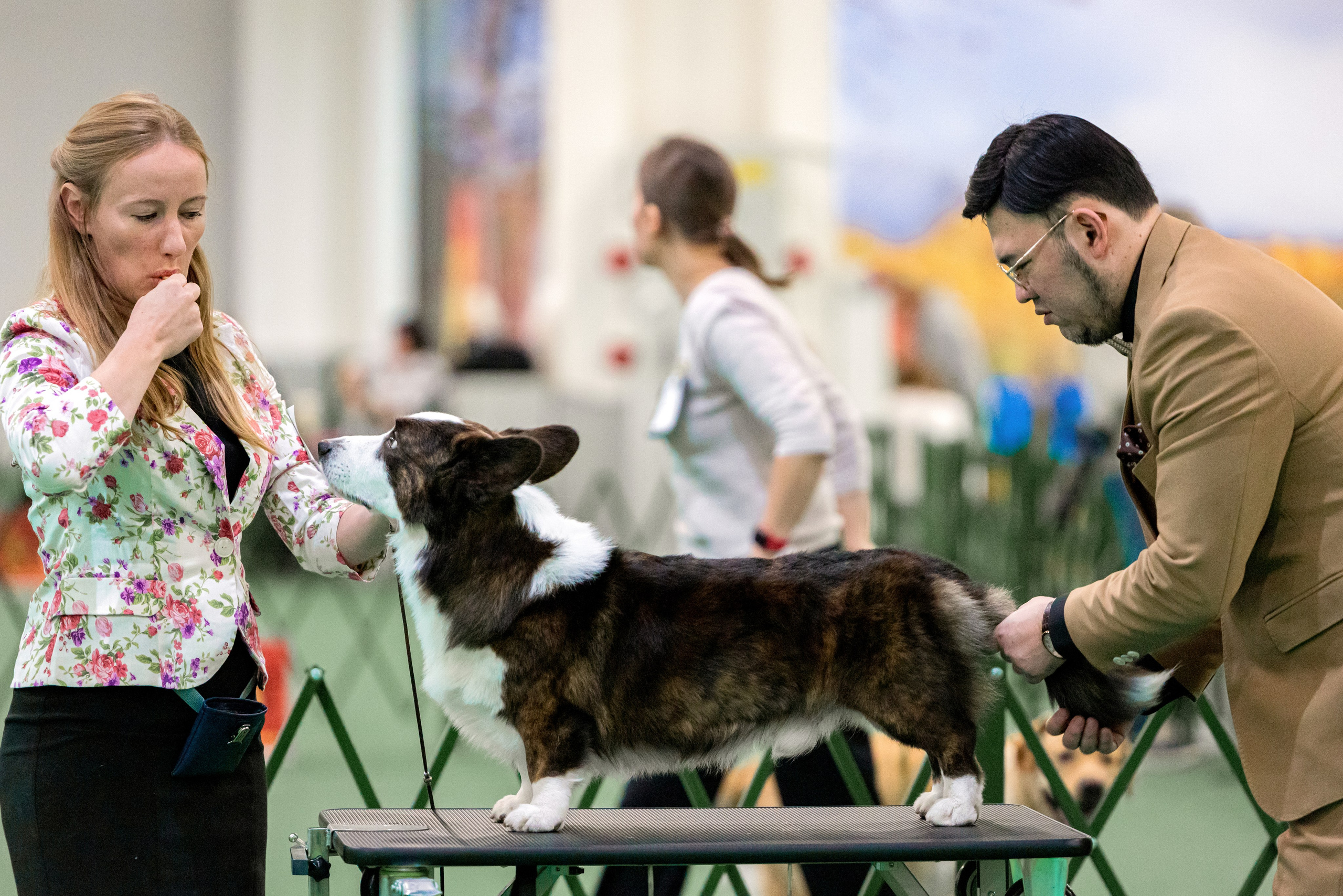 Сфера 29.10,Крокус 4.11,Сфера 12.11.2023. Фотограф-анималист Юлия Германика