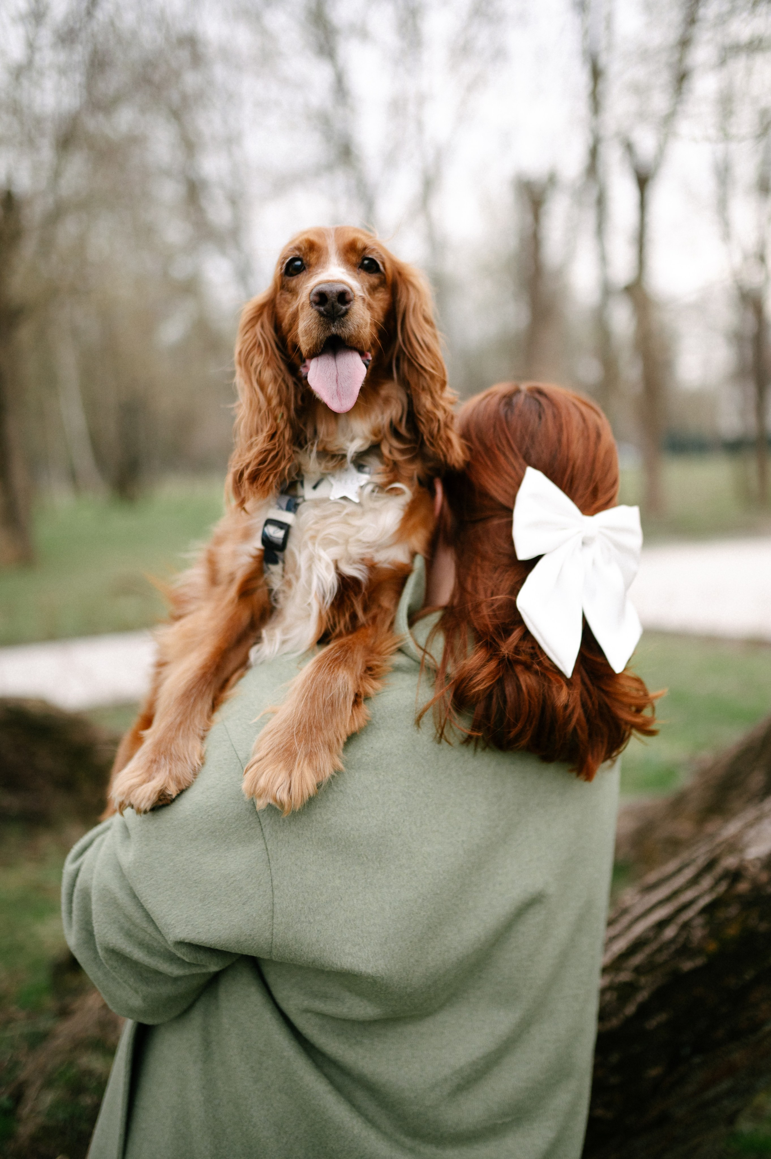Рыжая команда. Фотограф анималист в Москве Ольга Агушева