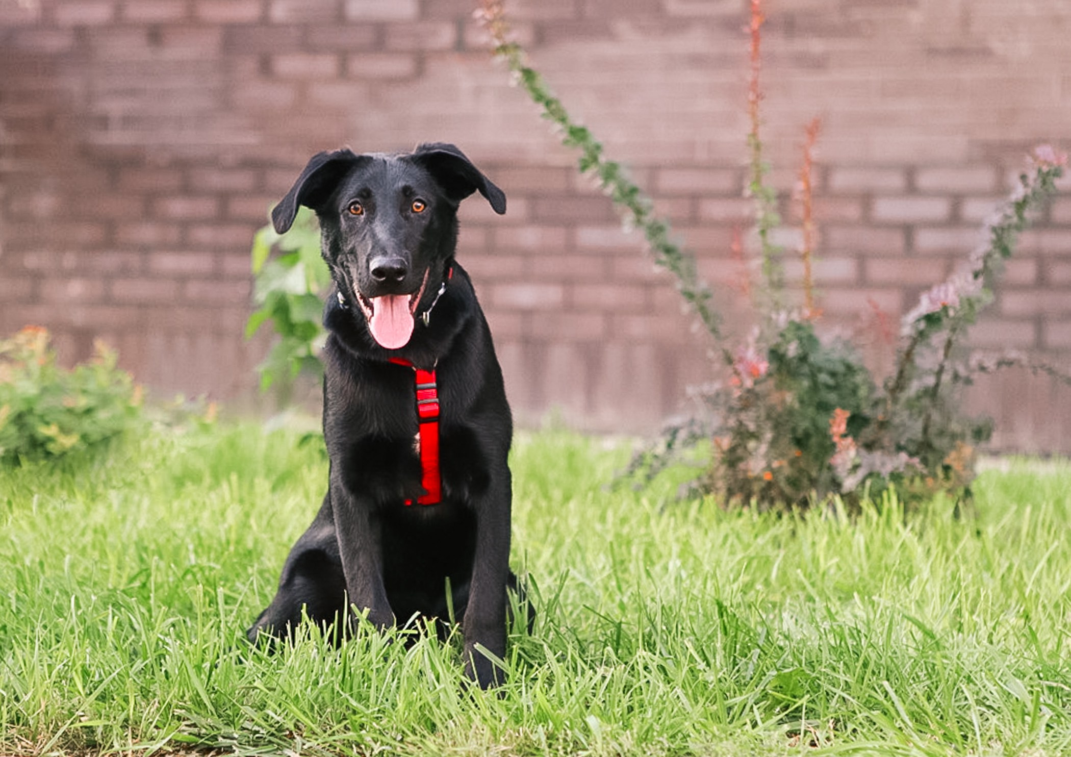Собаки. Фотограф-анималист Полина Колкова | Москва