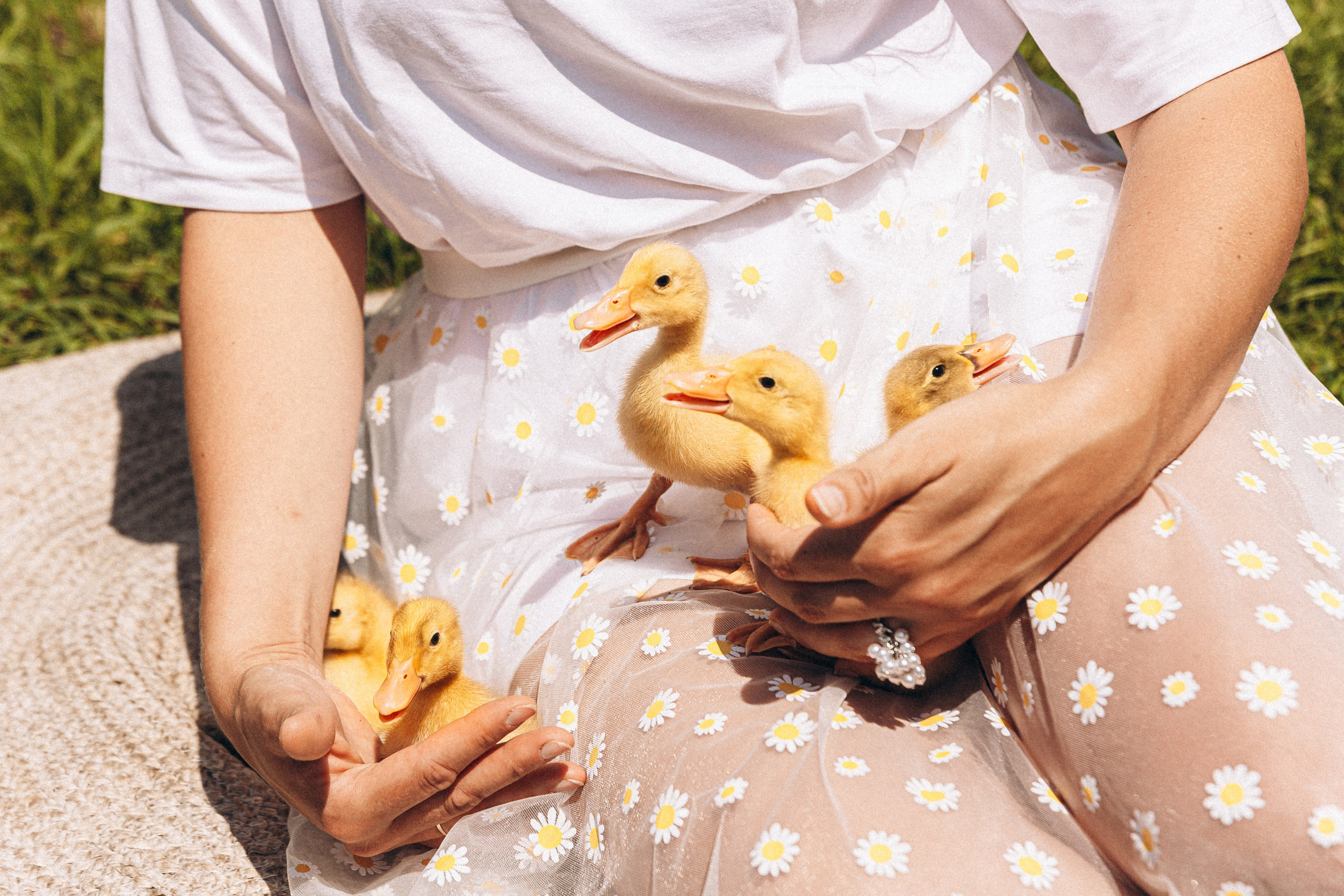 Утиные истории. Фотограф Мария Кравченко
