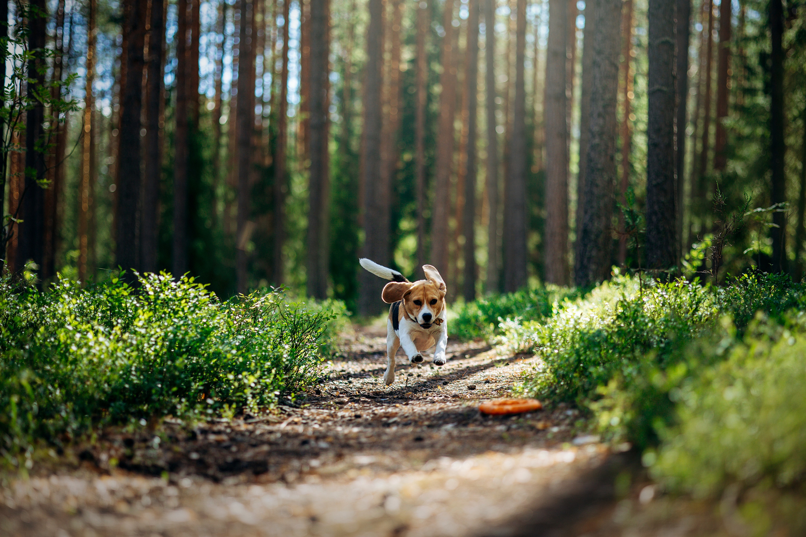 Котофеи и их семья. Фотограф — Анималист | Санкт-Петербург