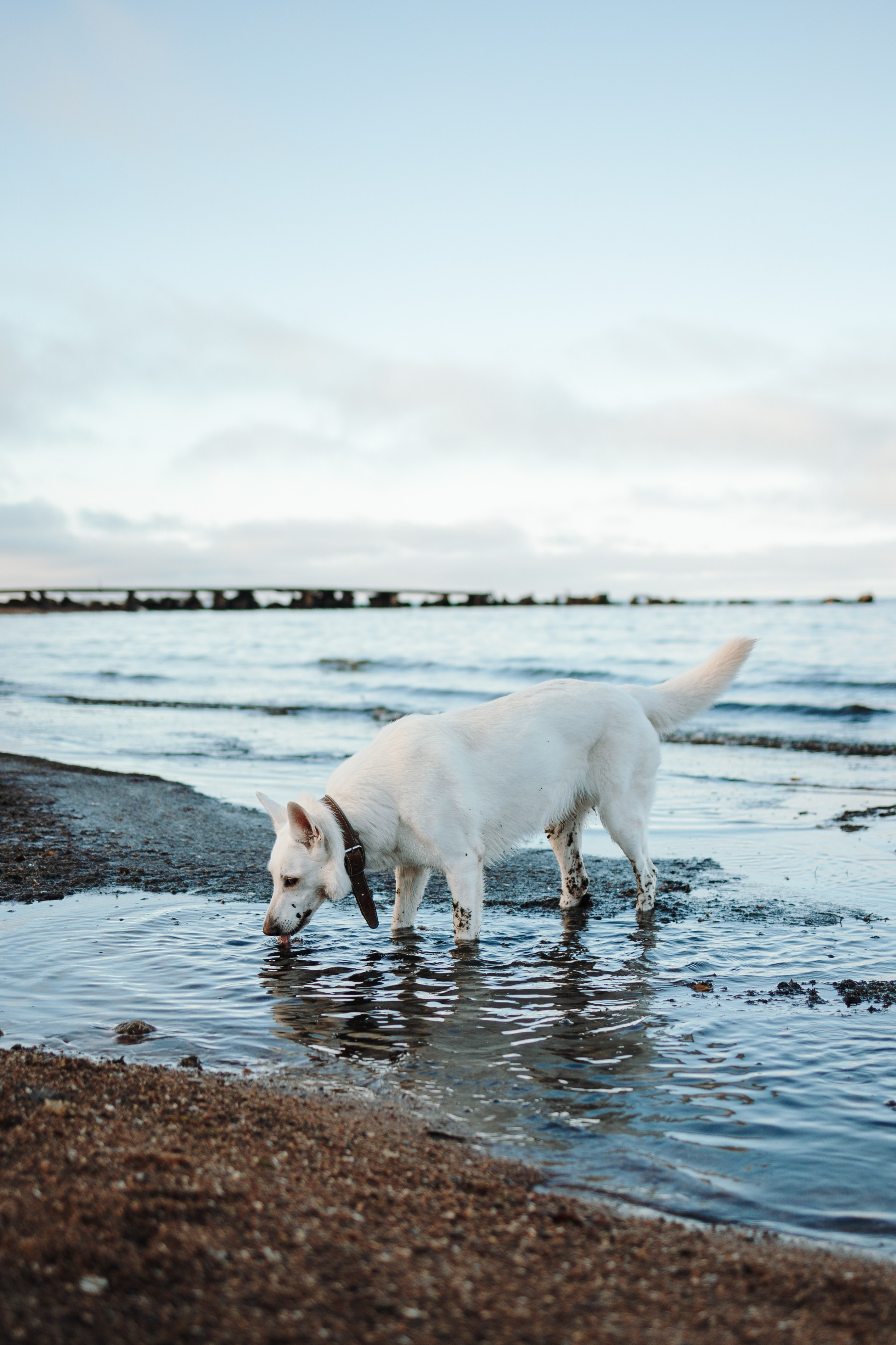 Настя и Эва. Фотограф — Анималист | Санкт-Петербург