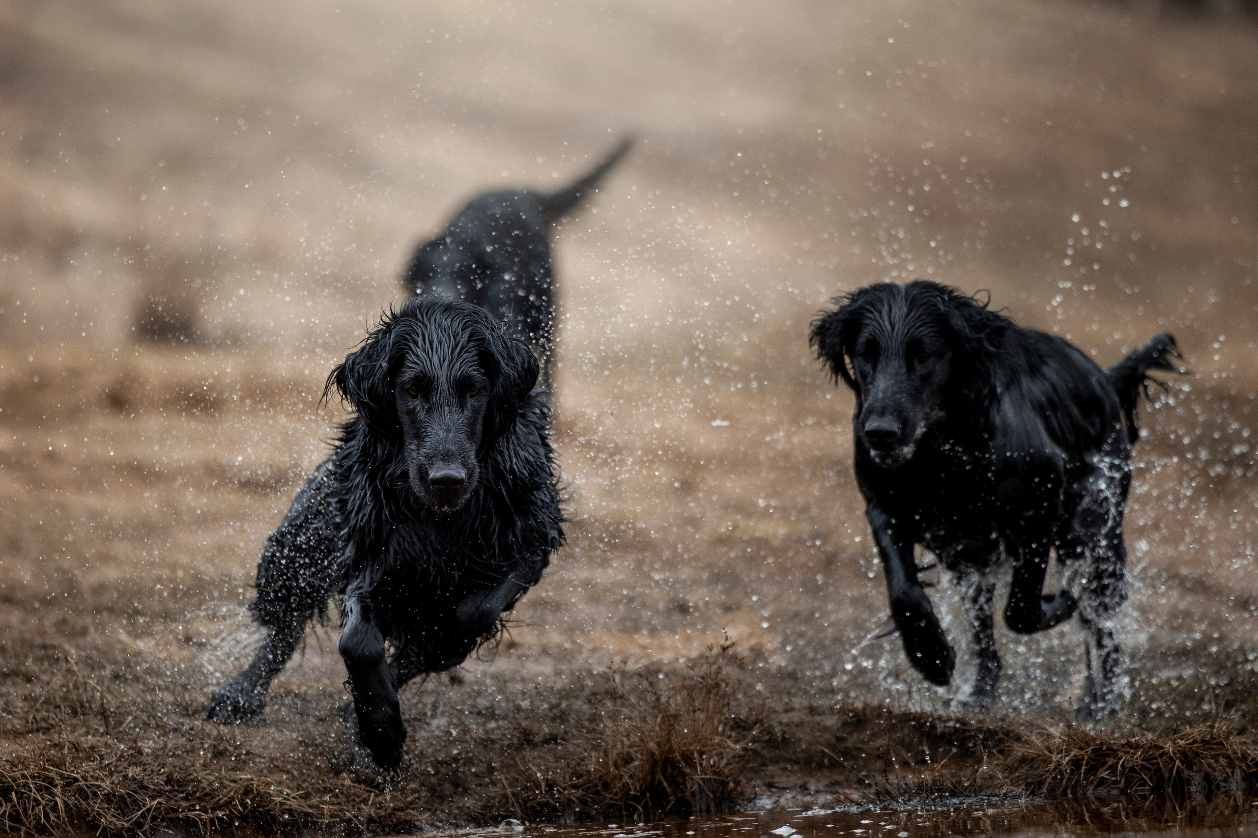 Ора, Ева, Рози и их семья. Фотограф — Анималист | Санкт-Петербург