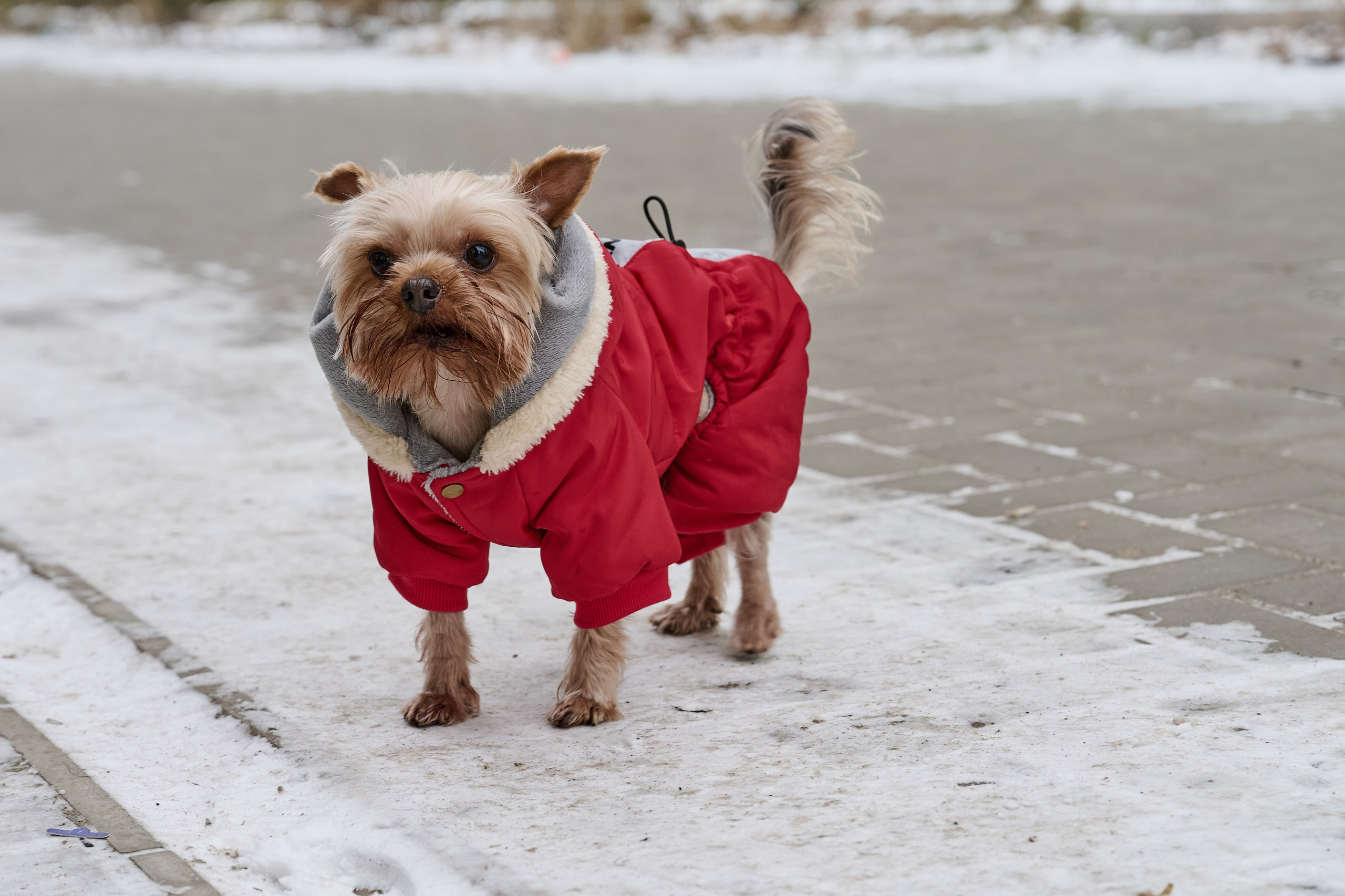 Рубежное. Декабрь 2024. Фотограф Роман Адлер