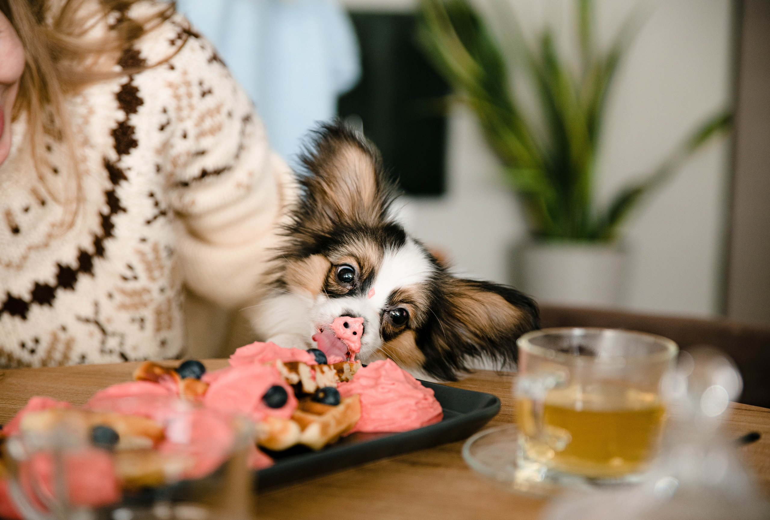 Настя, Света и Папийон Луней. Главная
