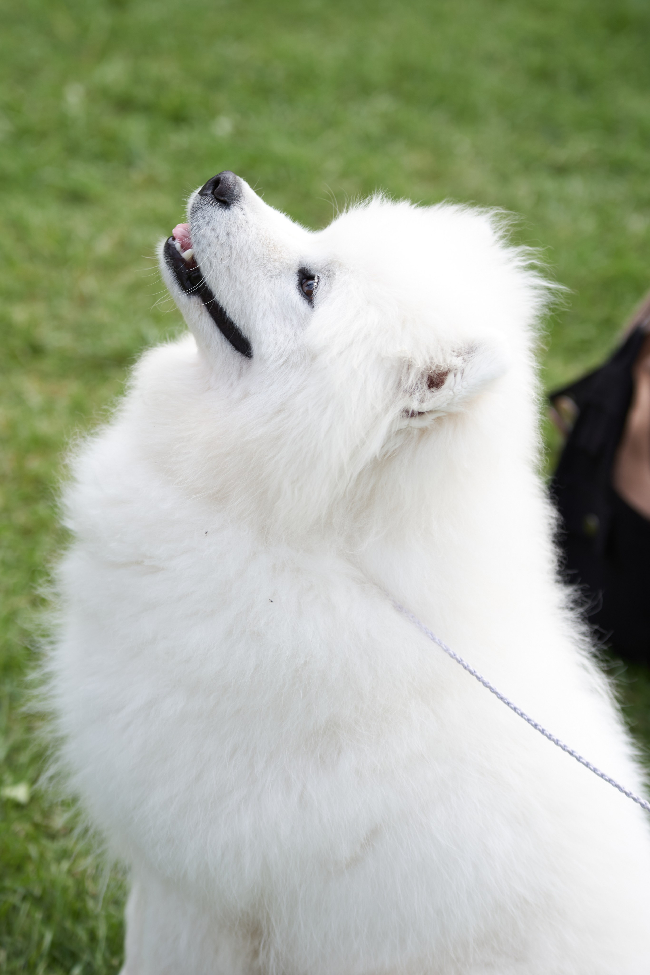 ДЕНЬ МАЛЕНЬКОГО НЕФТЯНИКА 2024 РН-ВАНКОР. Фотограф Москва Concerts photo / Fashion photо