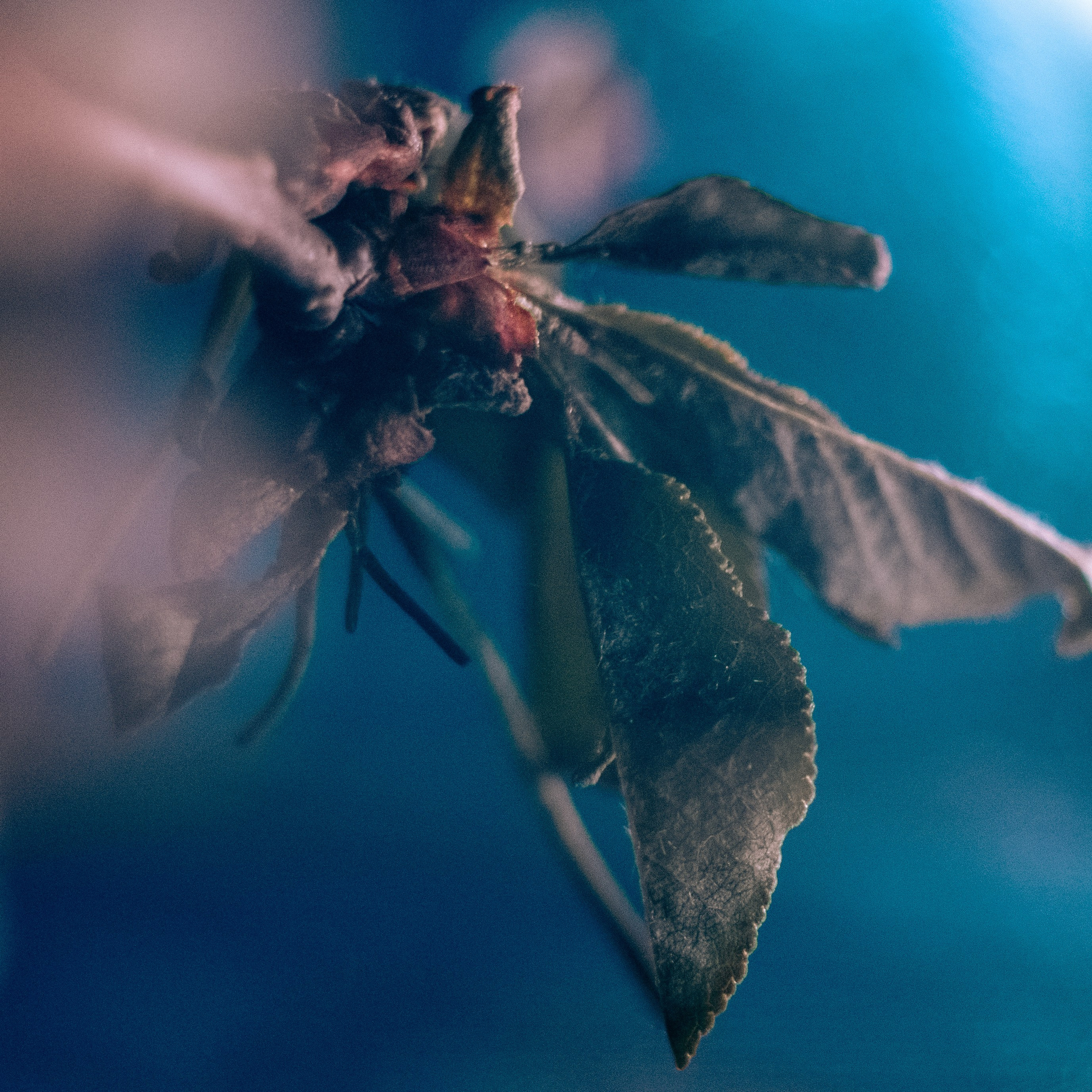 STILL LIFE. Photographer Zoya Smirnova