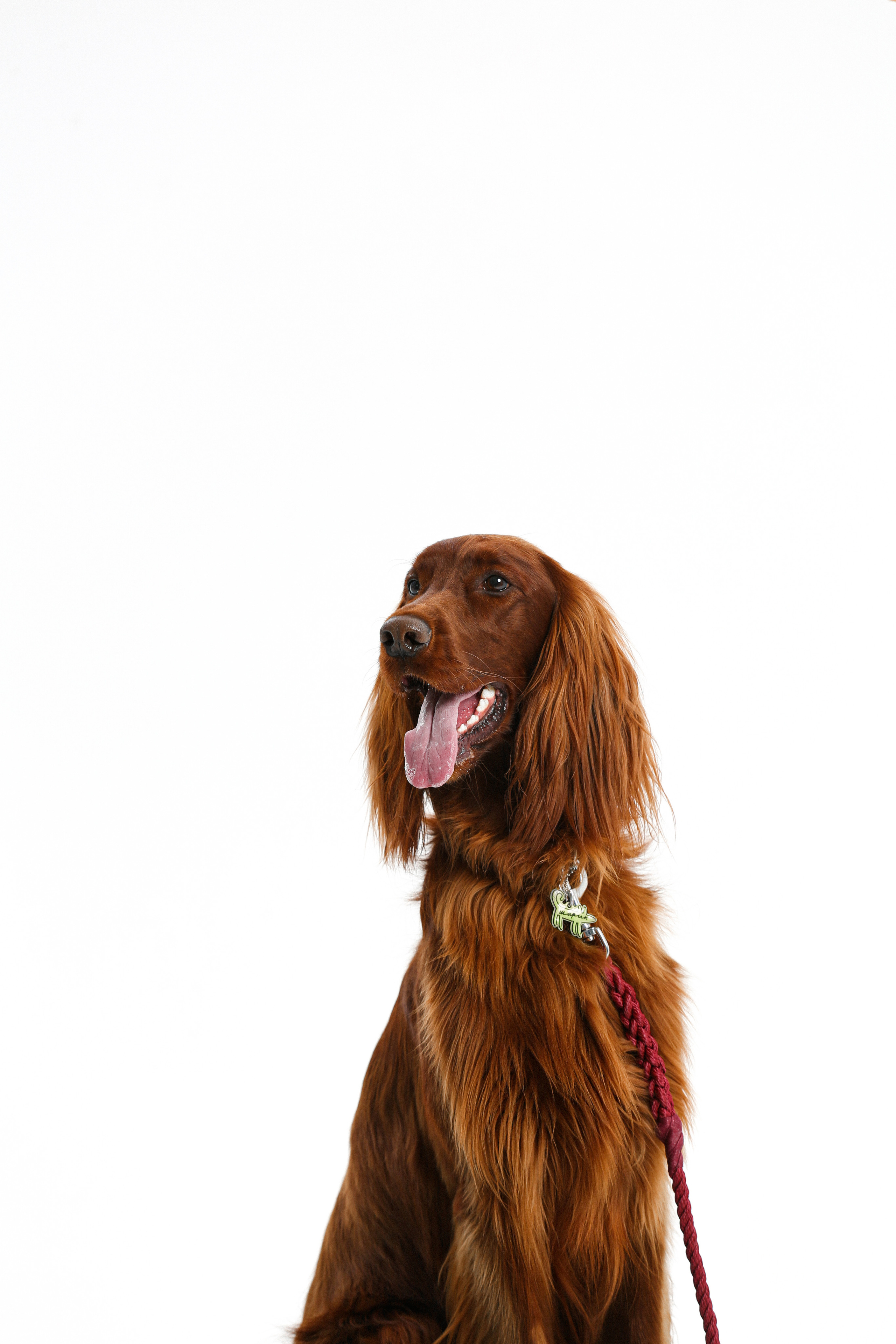 Animals. Photographer saint petersburg/moscow