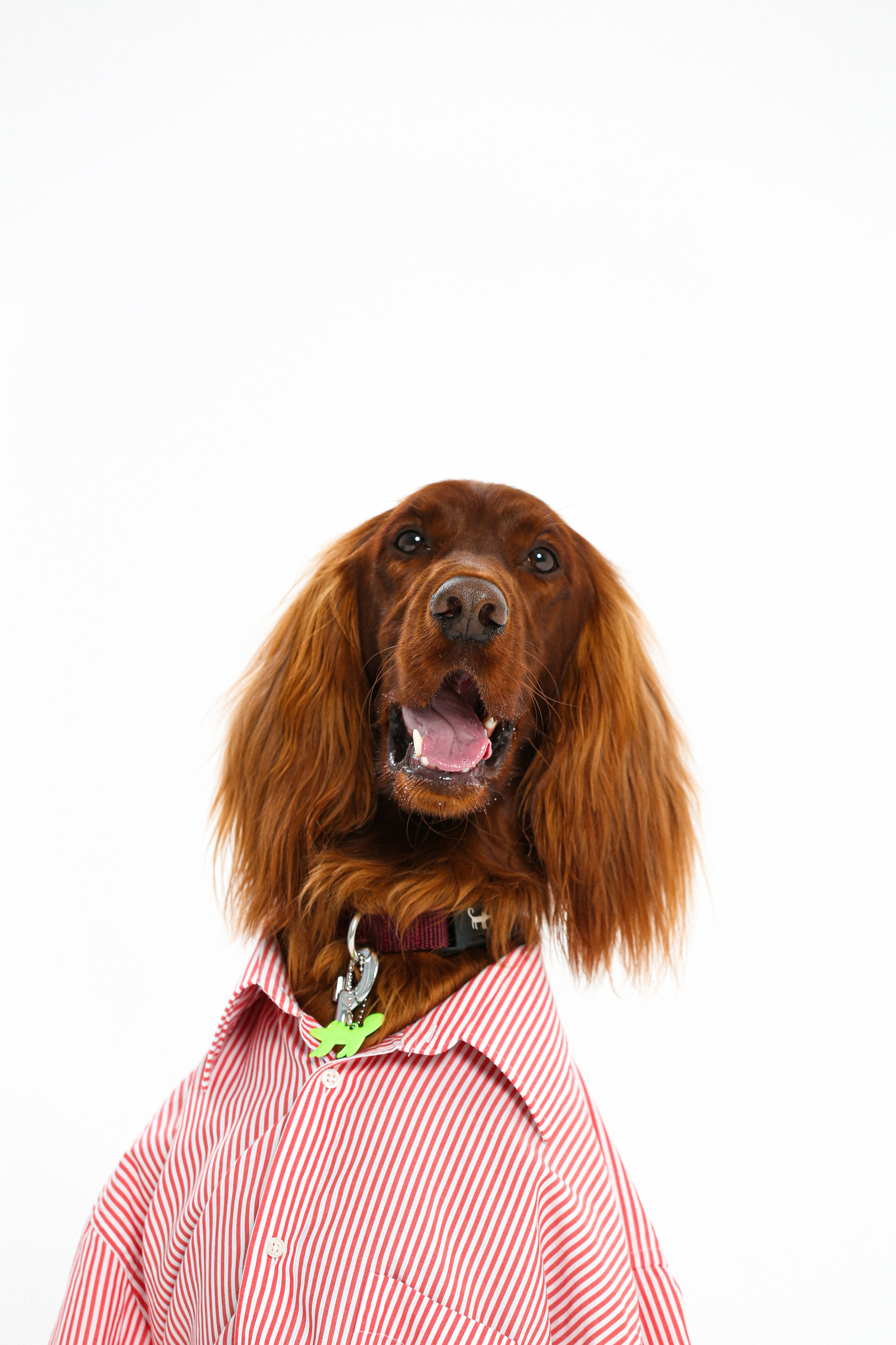 Animals. Photographer saint petersburg/moscow