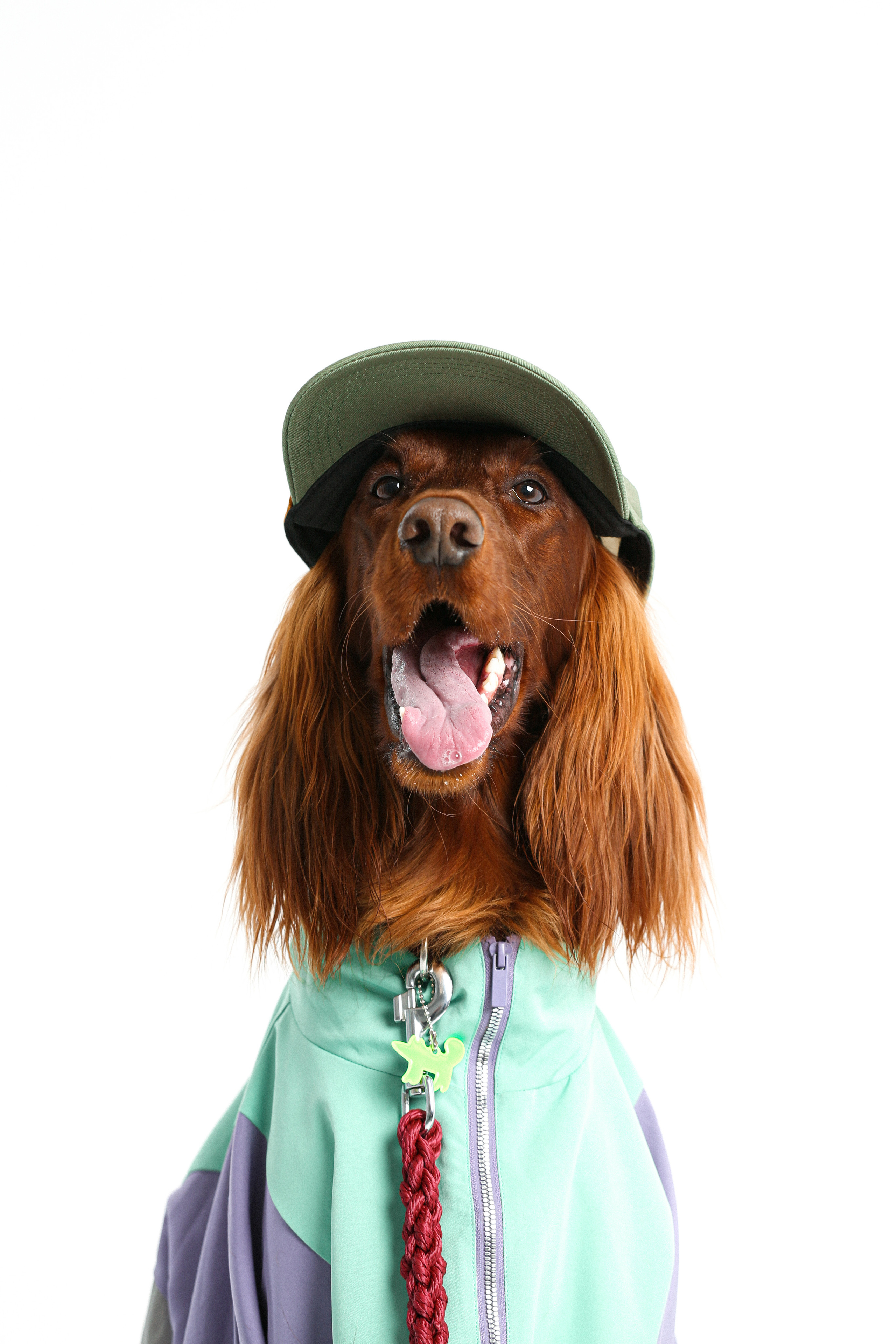 Animals. Photographer saint petersburg/moscow