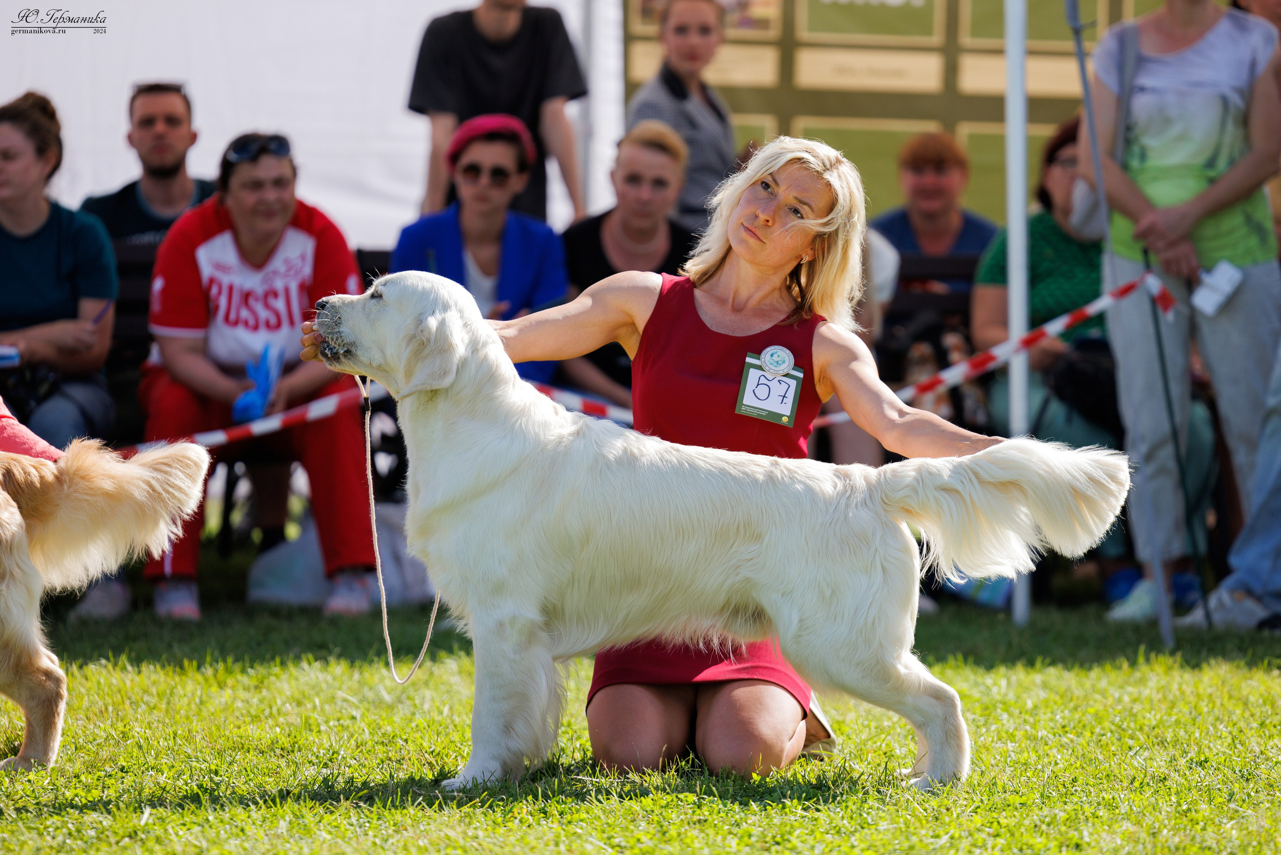 Голдены 15-16.06.2024. Фотограф-анималист Юлия Германика