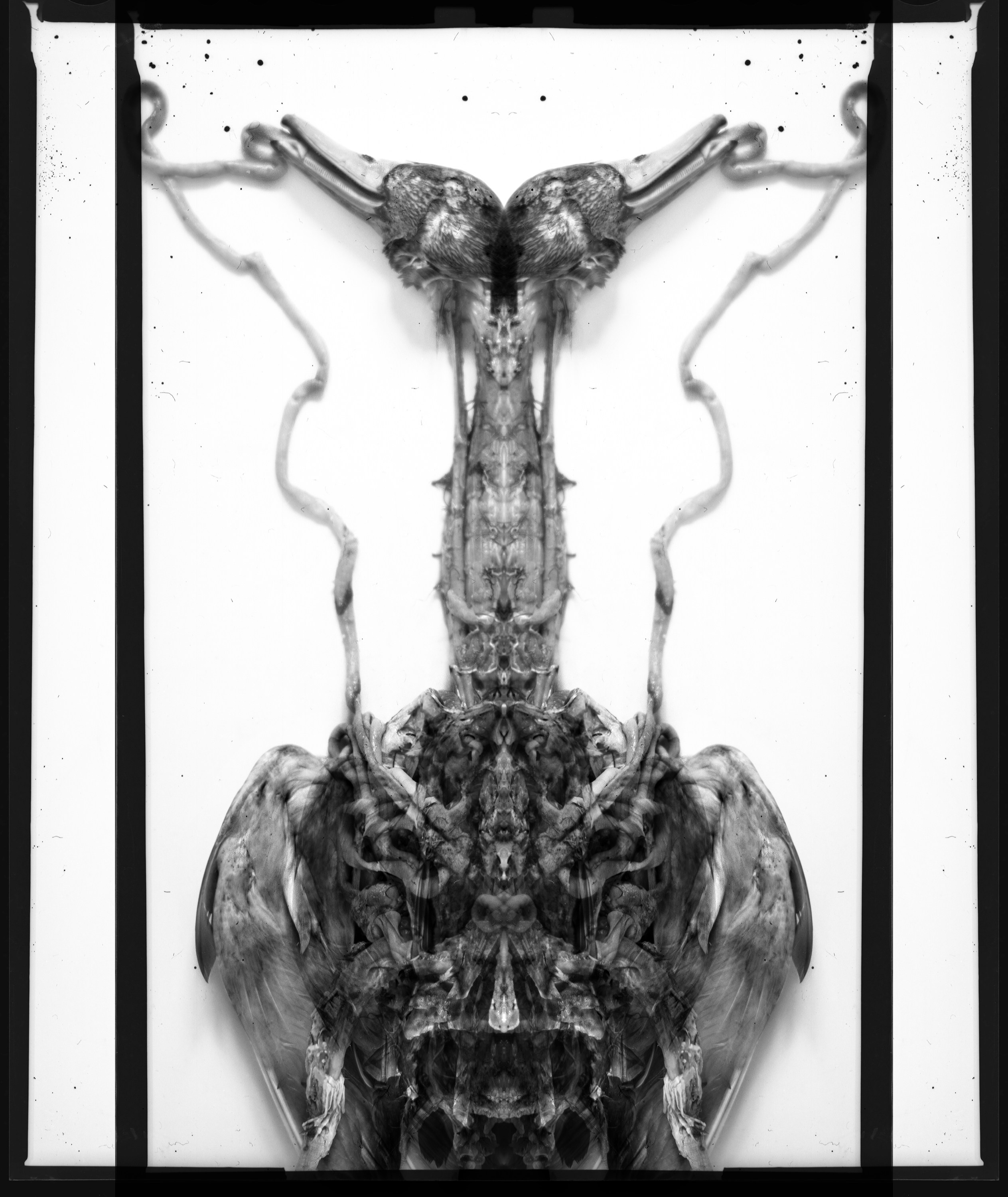 Концептуальная фотография, широкий формат на листовую плёнку Ilford Delta 100, формата 9×12 см. Мультиэкспозиция в момент печати не съемки. Портретный и художественный фотограф в Москве Пётр Корень