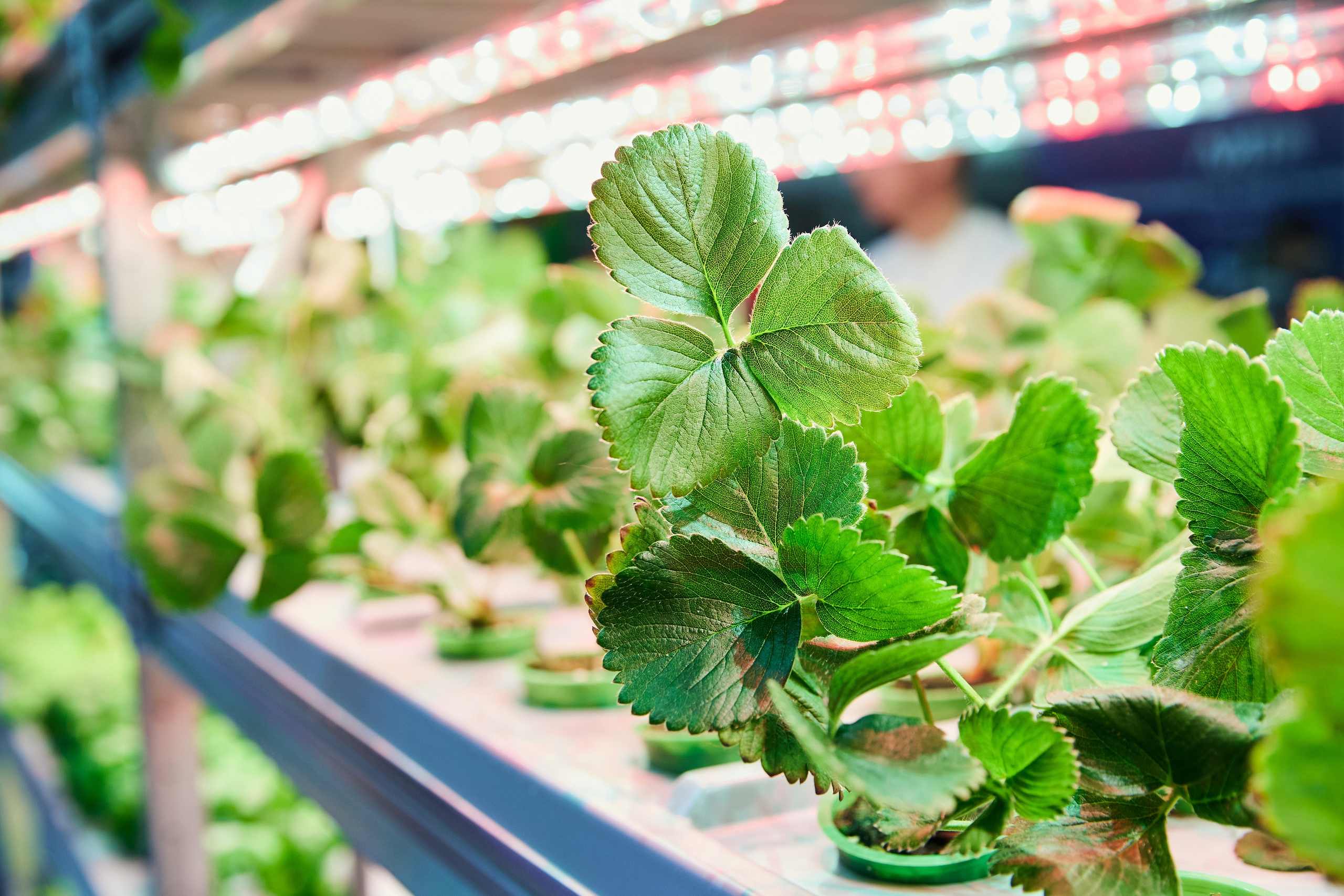 35. Фотограф Недорез Александр в Москве. Репортаж на ваших мероприятиях