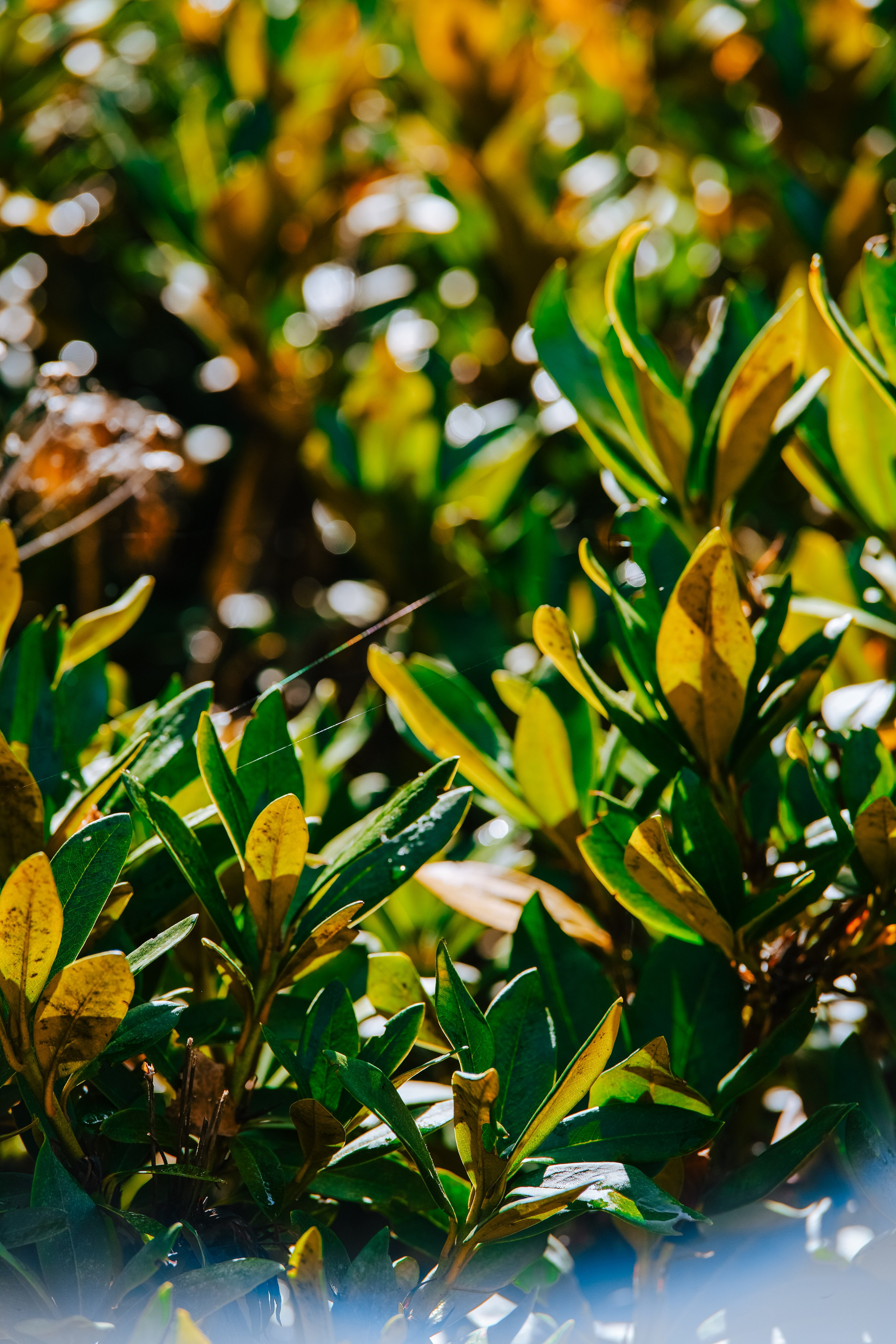 Роза Пик, тропа Турья ✽ Октябрь. Репортажный фотограф | Роза Хутор Красная Поляна Сочи Сириус
