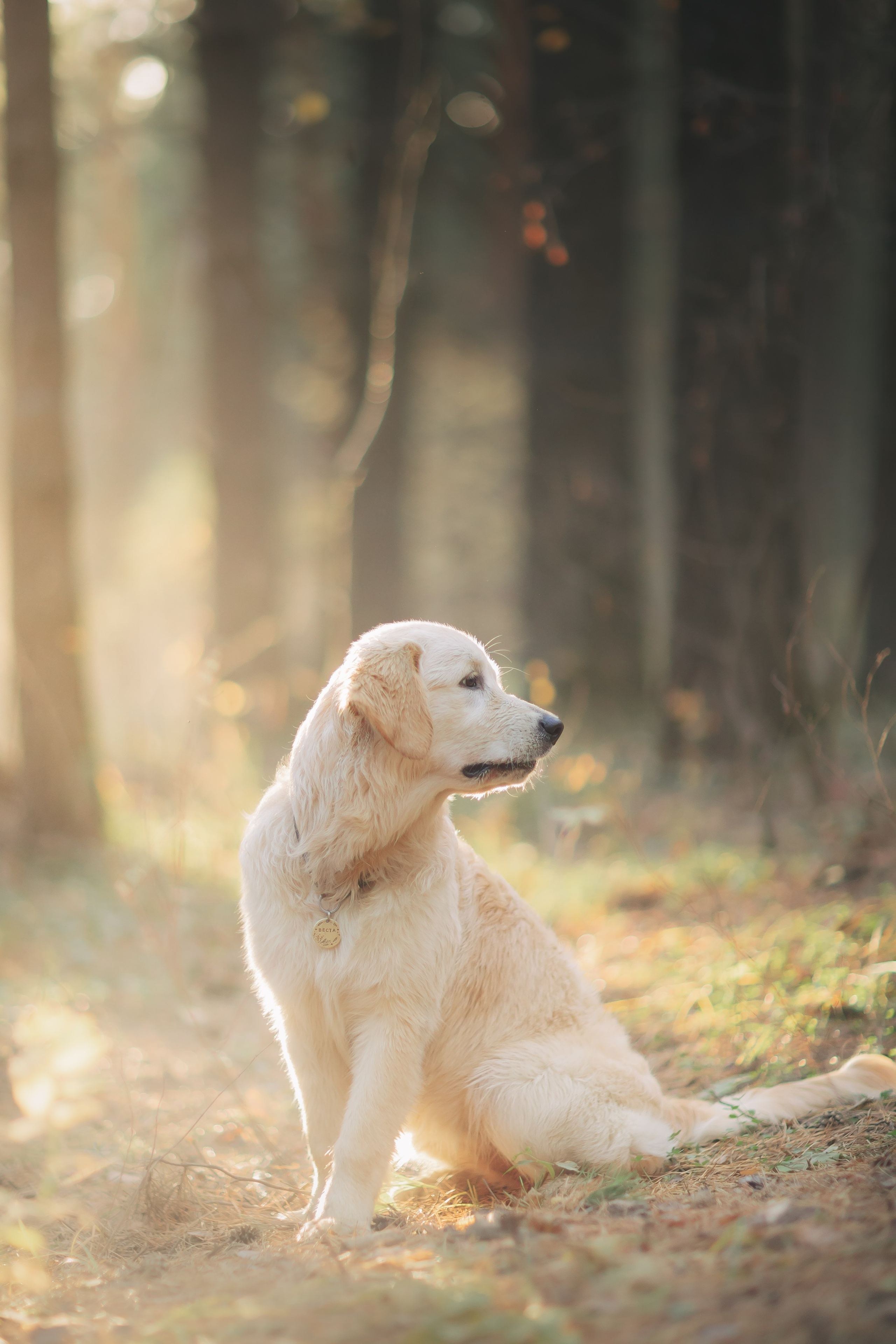 Снежик и Веста. Свадебный и женский фотограф