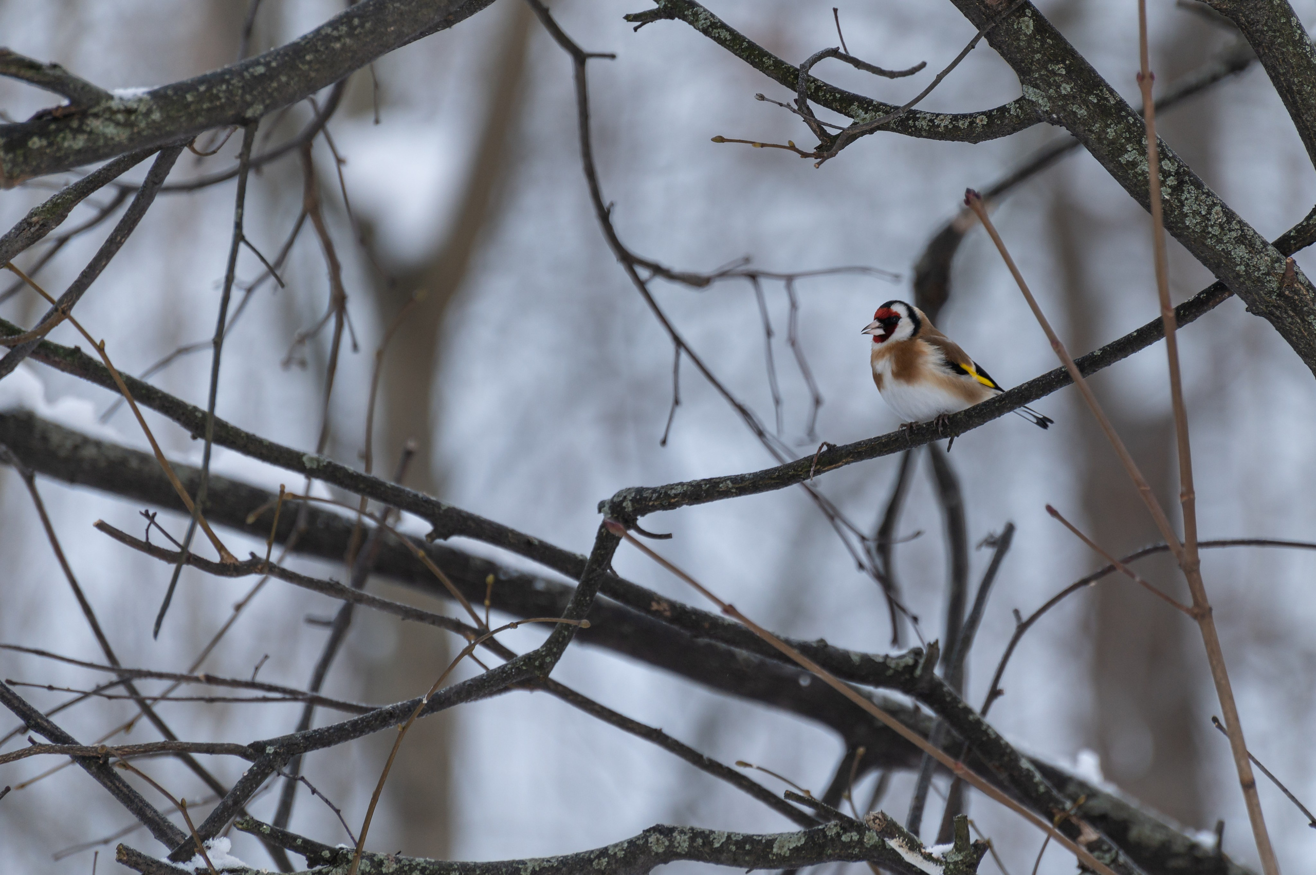 20240120 Воробьёвы горы. Дмитрий Ремизов. Фотография, как хобби
