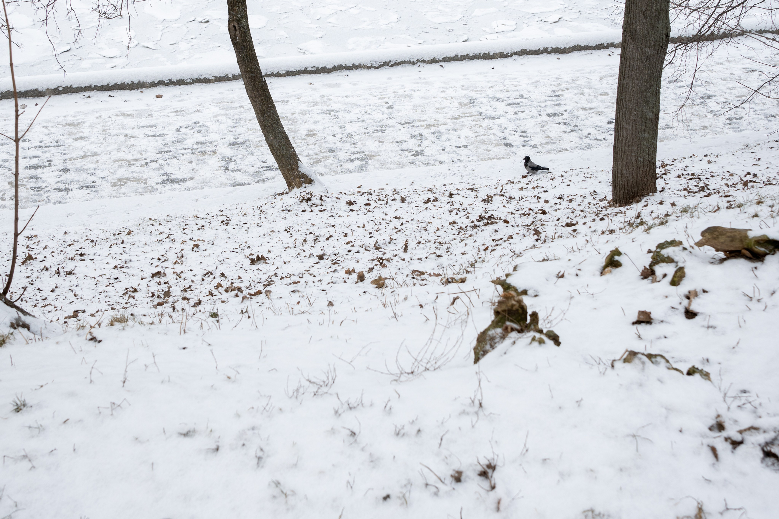 20250216 Нескучный сад. Дмитрий Ремизов. Фотография, как хобби