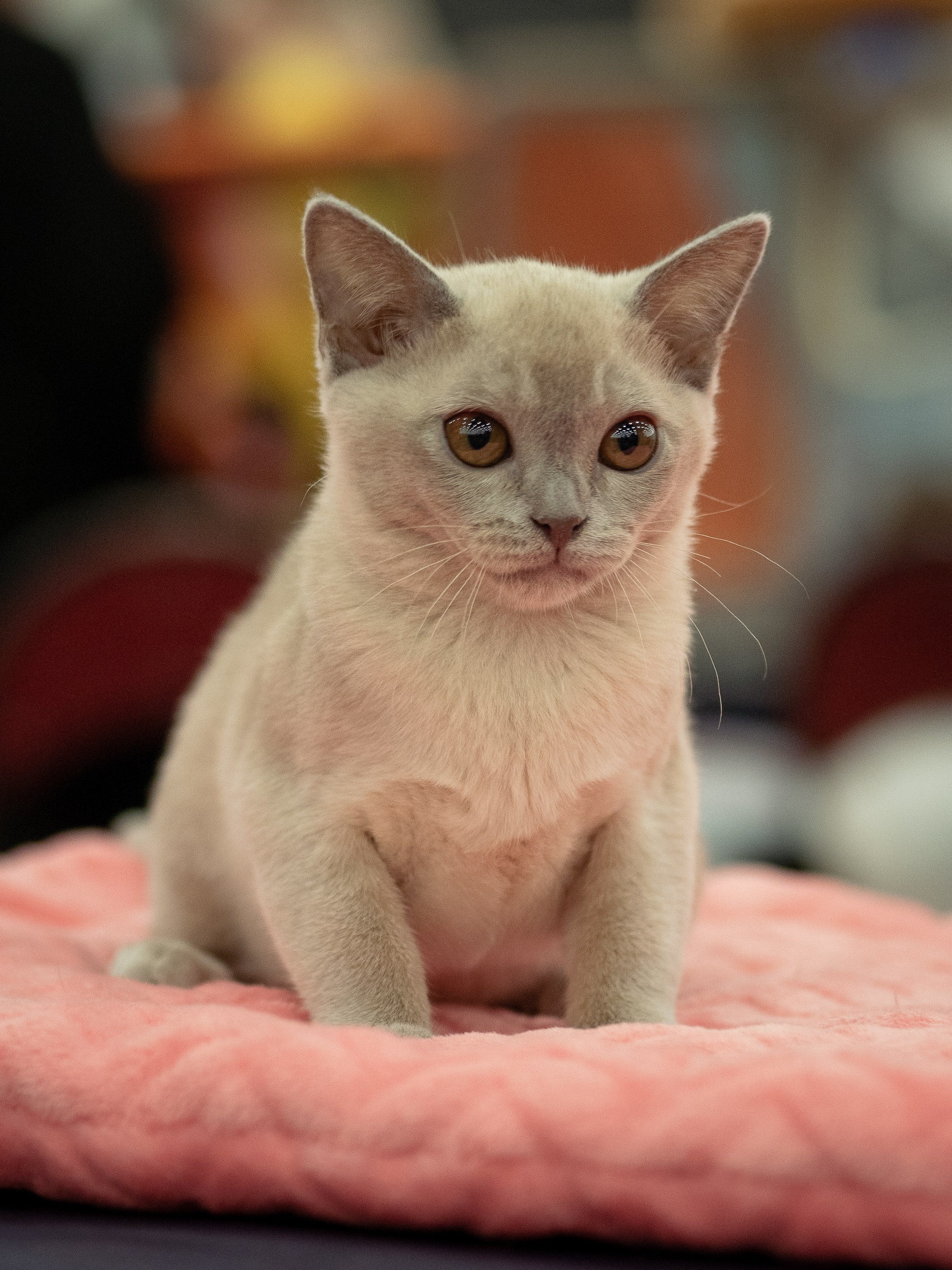 Анималистика. Сайт портфолио двух профессиональных фотографов