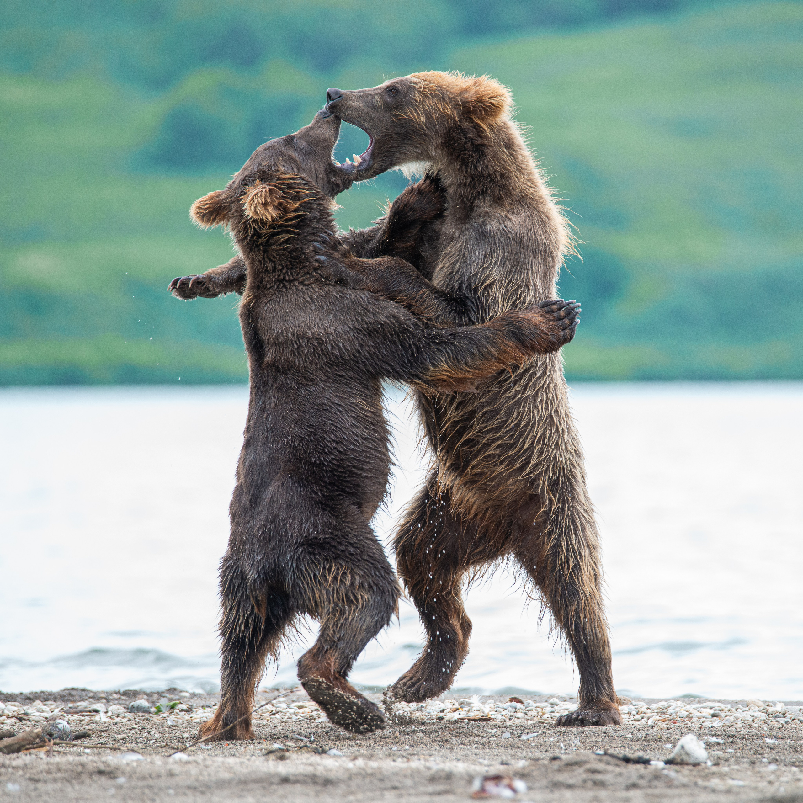 Камчатка — земля медведей. Игорь Иванко — Репортажный и событийный фотограф. Москва
