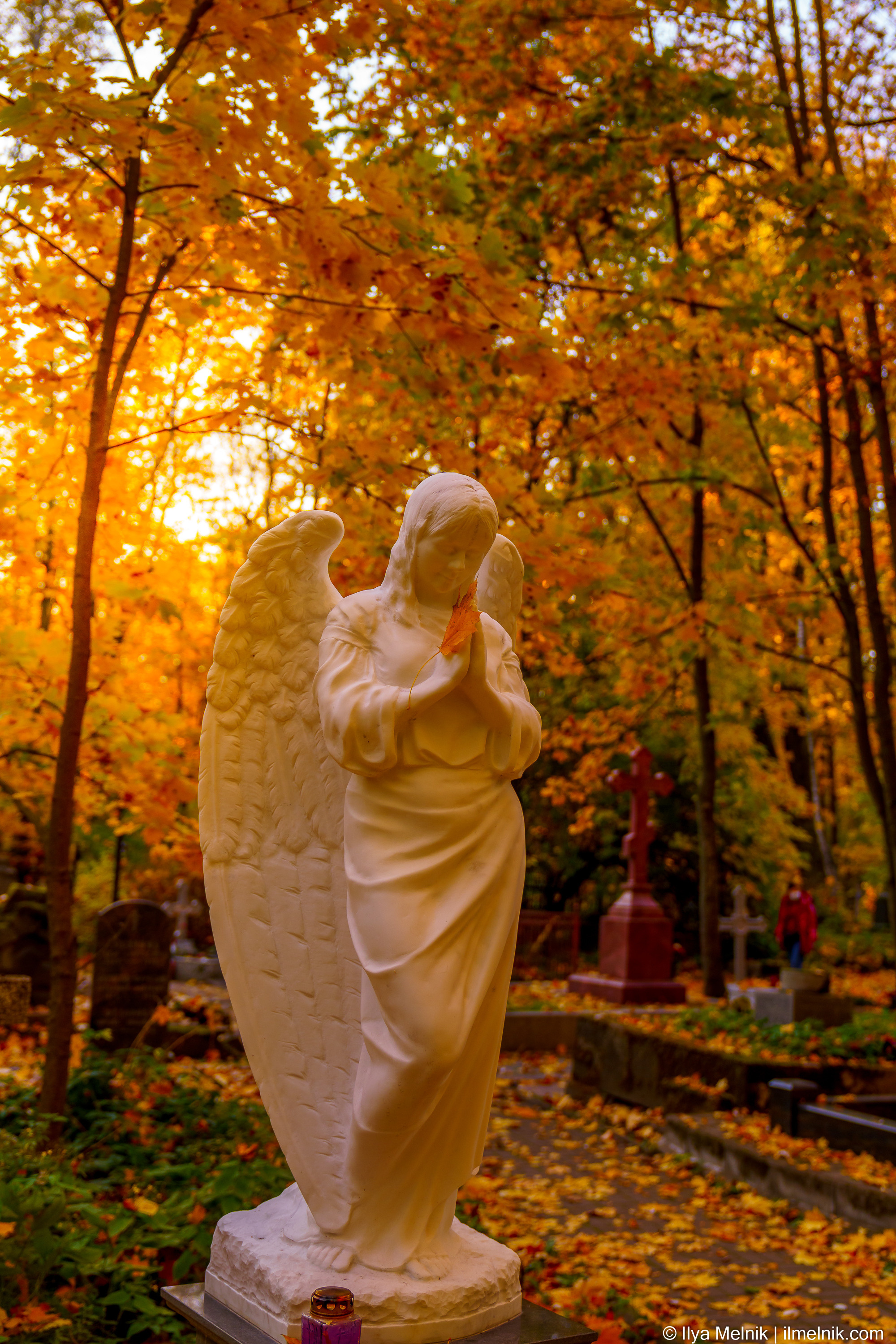 Golden autumn. Ilya Melnik Photography