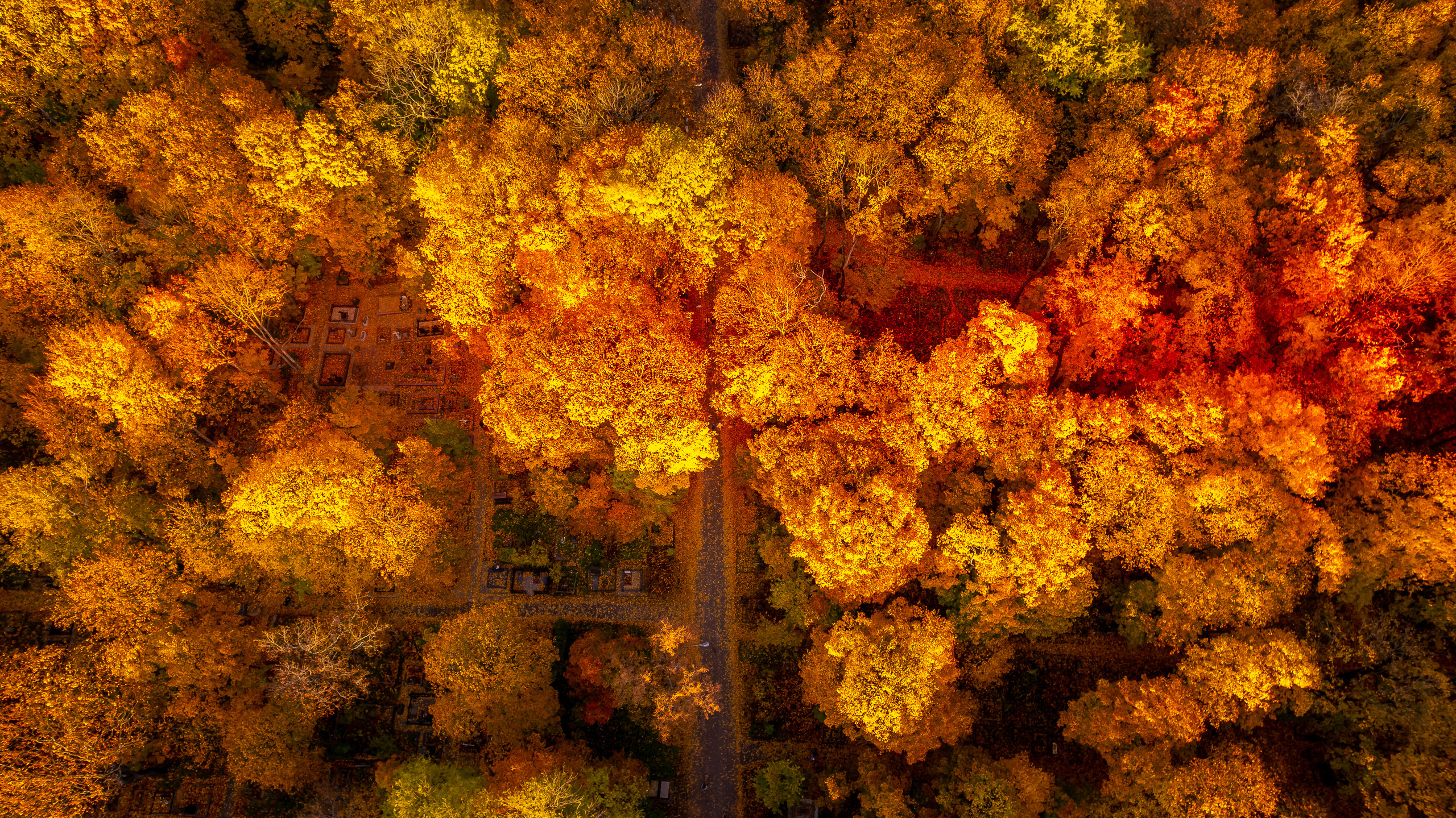 Golden autumn. Ilya Melnik Photography