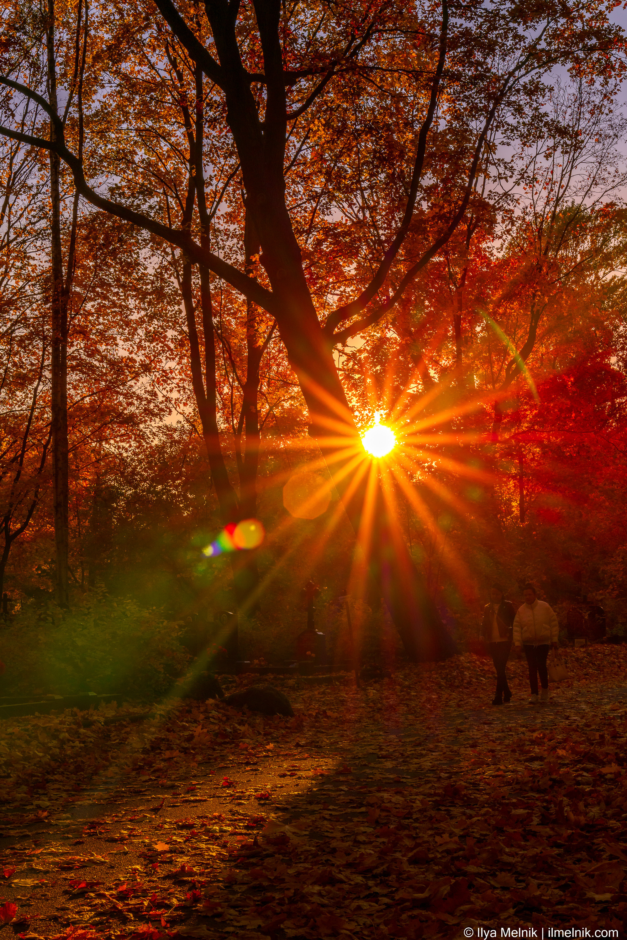 Golden autumn. Ilya Melnik Photography