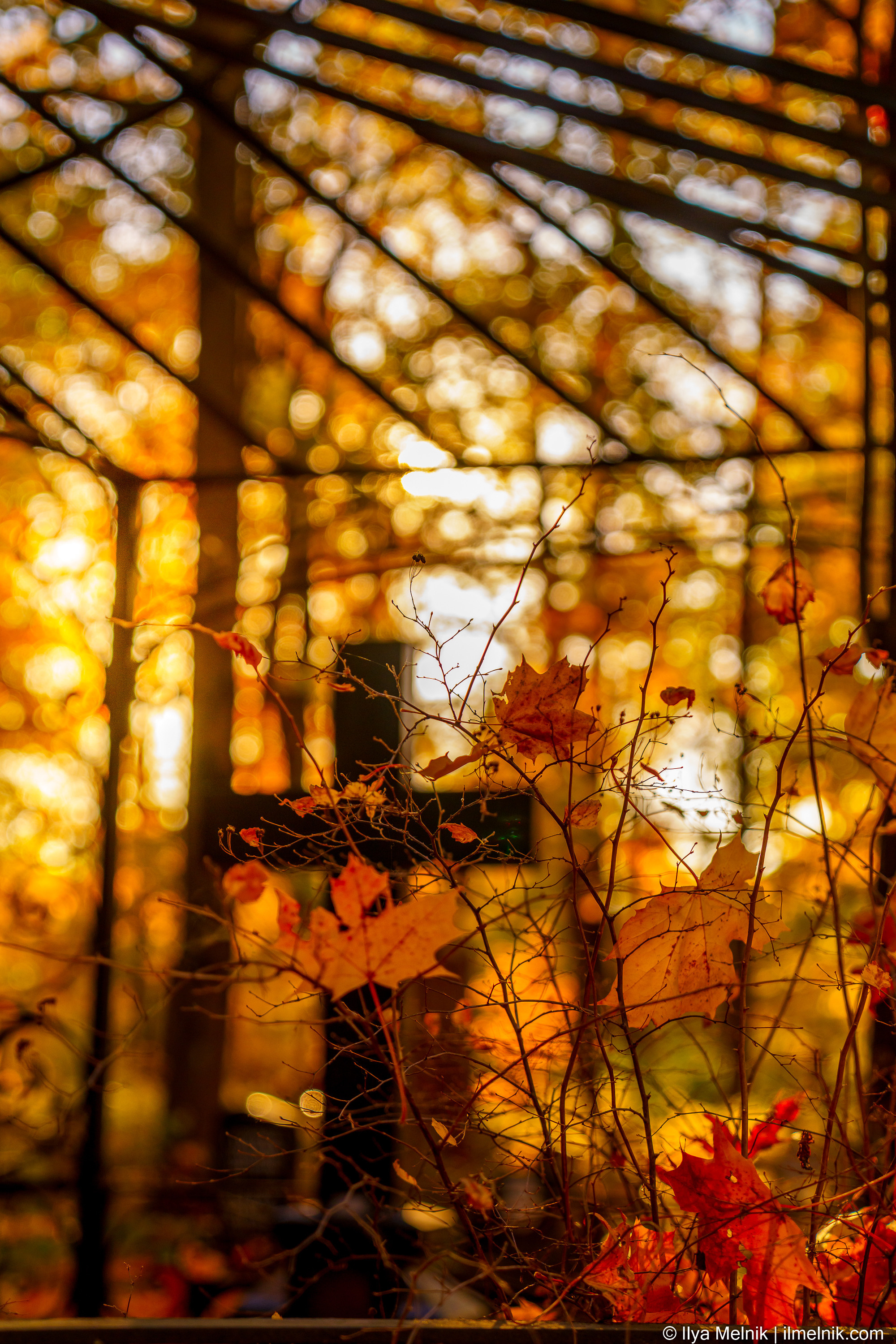 Golden autumn. Ilya Melnik Photography