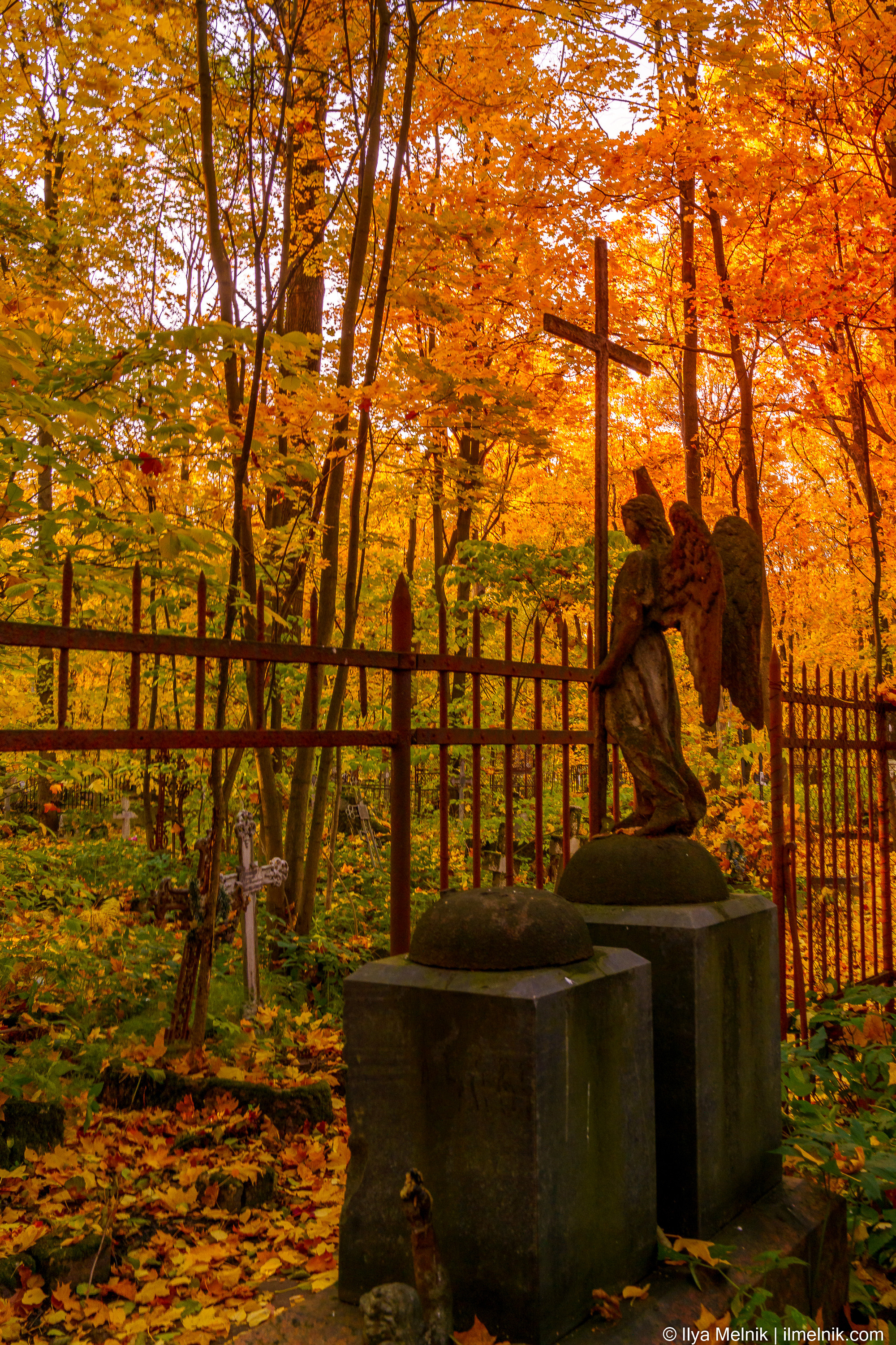 Golden autumn. Ilya Melnik Photography