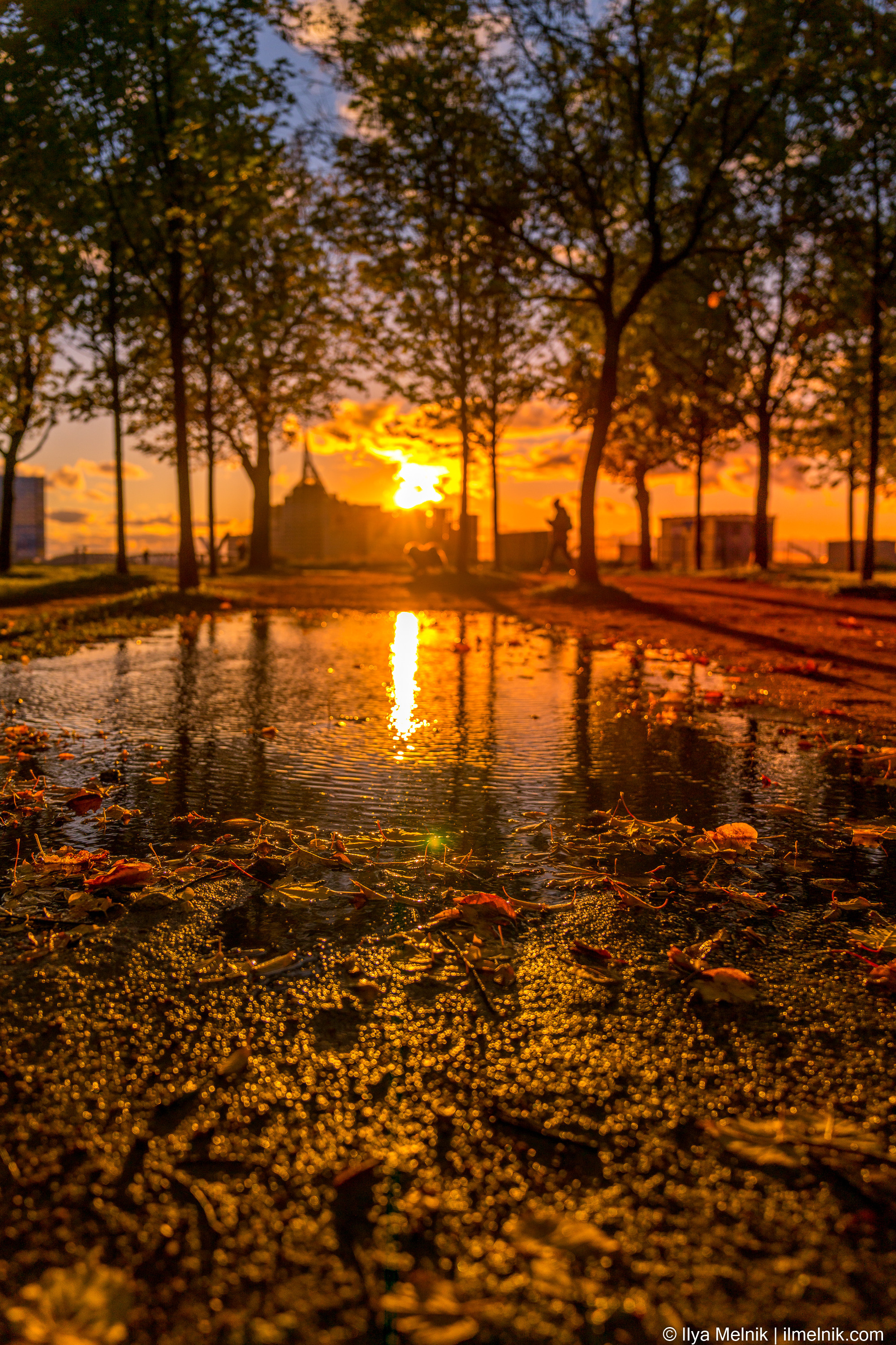 Golden autumn. Ilya Melnik Photography