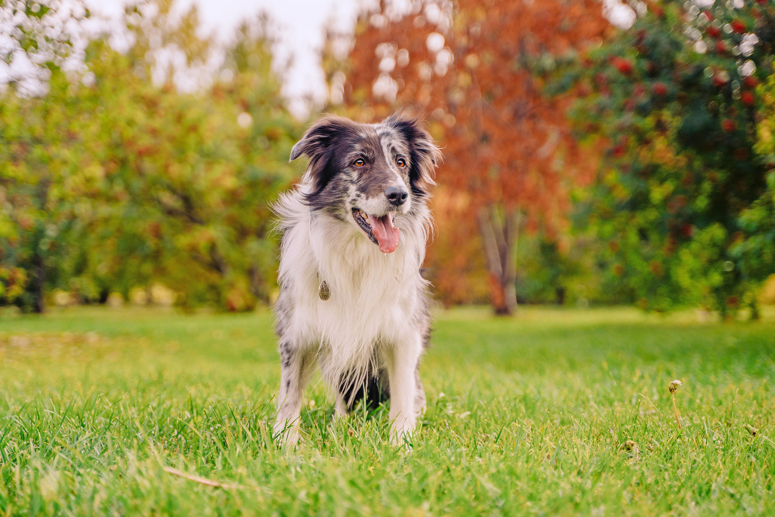 Фотограф-анималист в Красноярске Бец Юлия